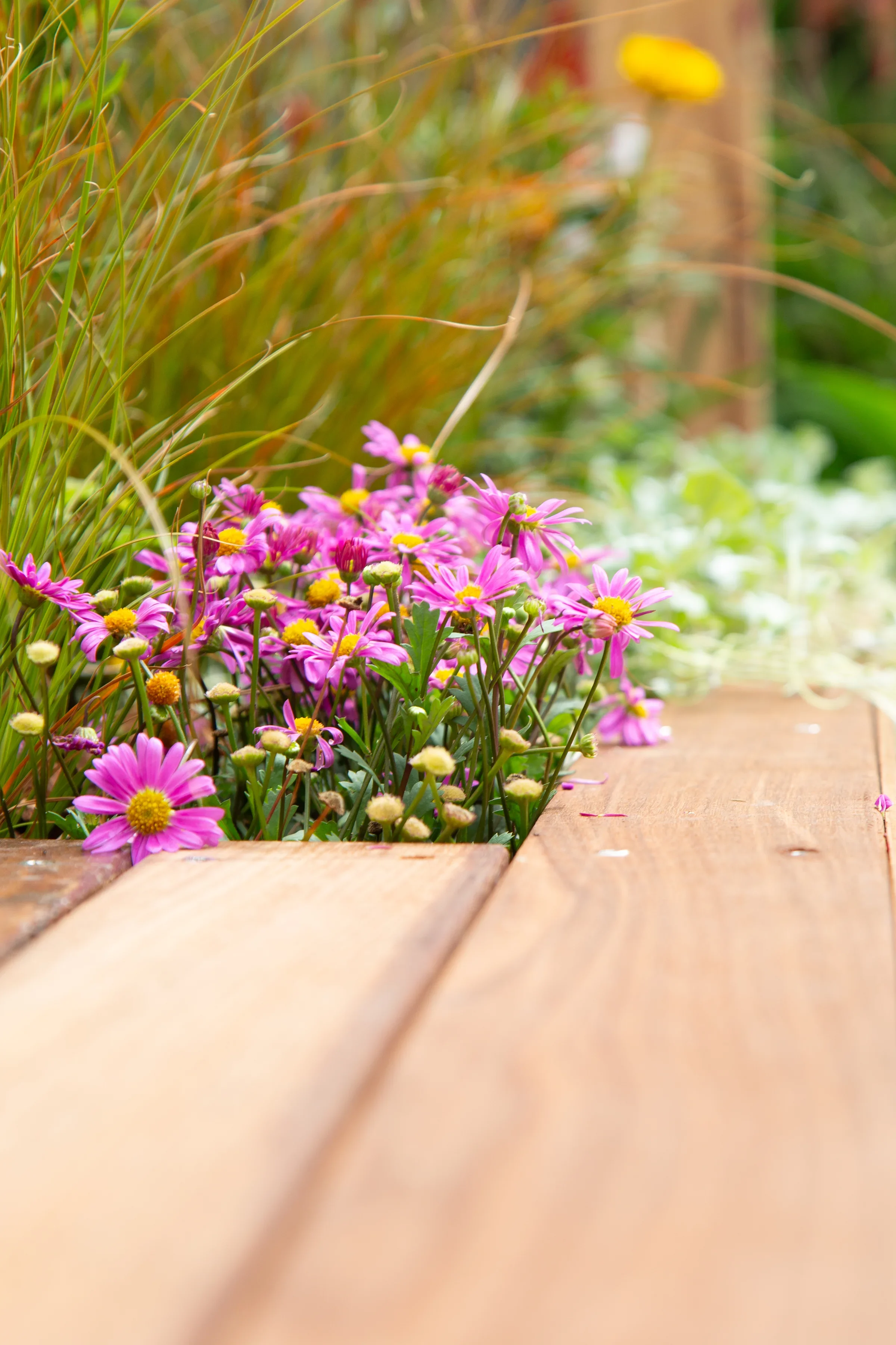 MIFGS_2026_Oasis in the Sky-68.webp