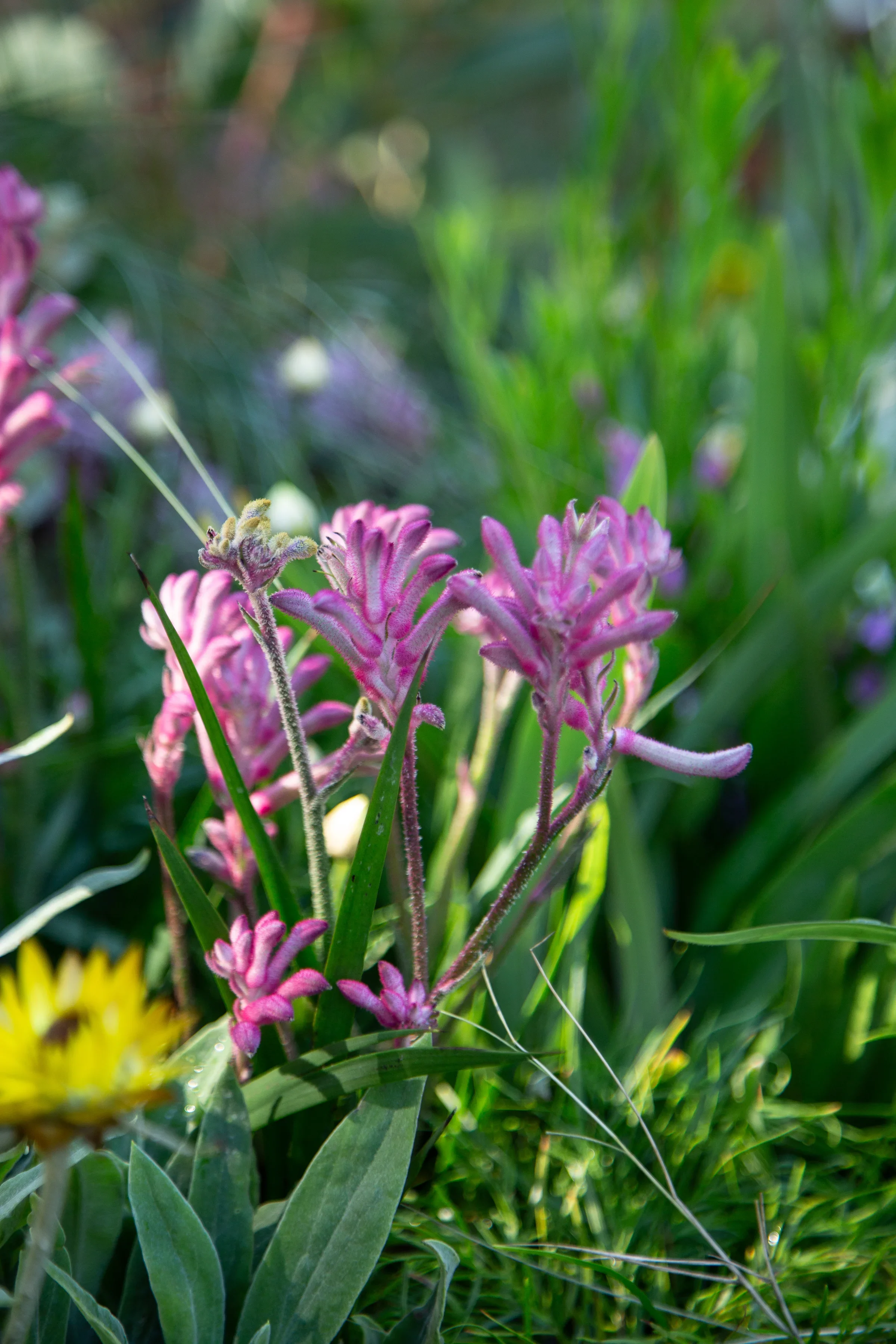 MIFGS_2026_Boutique Garden-19.webp