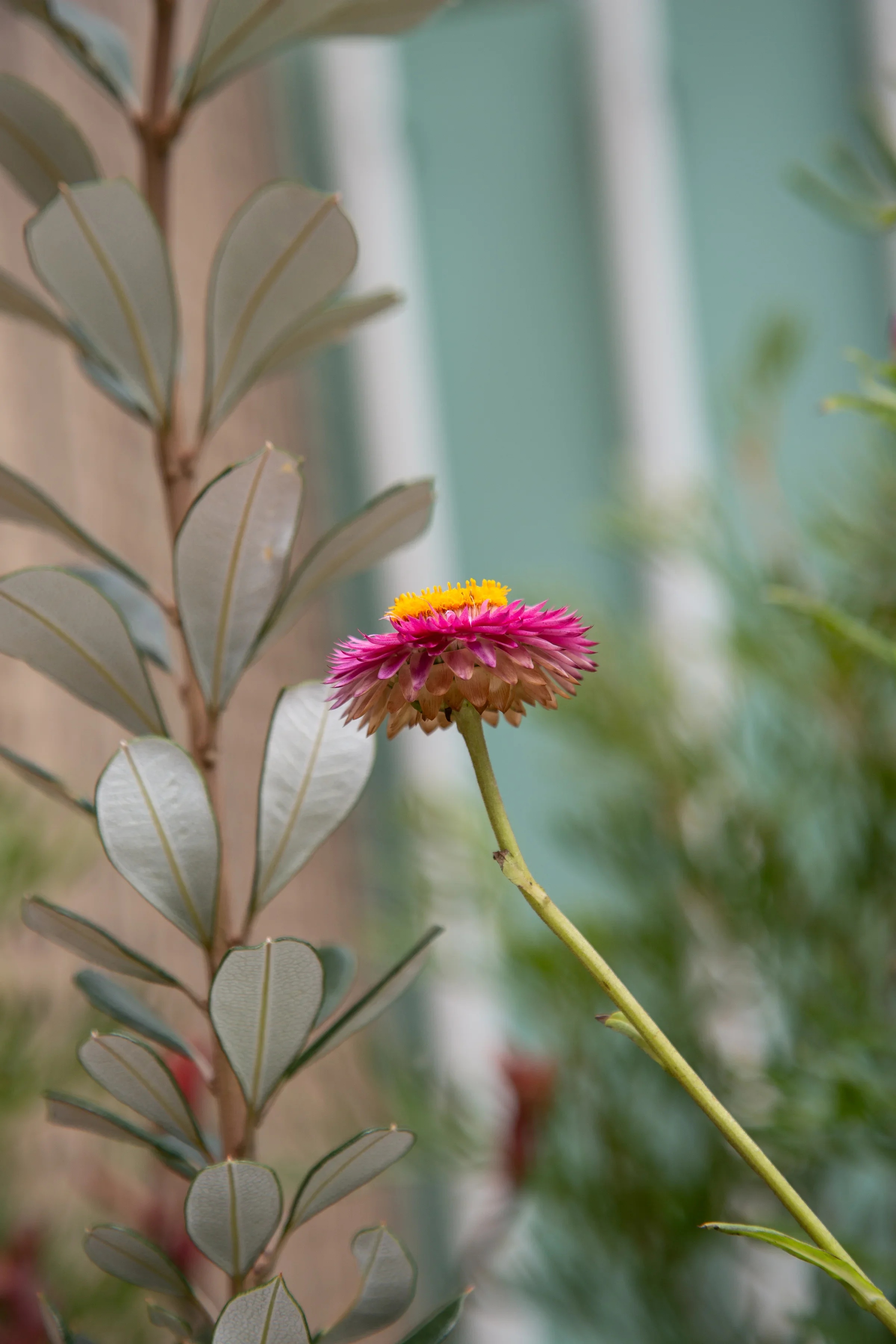 MIFGS_2026_Oasis in the Sky-20.webp