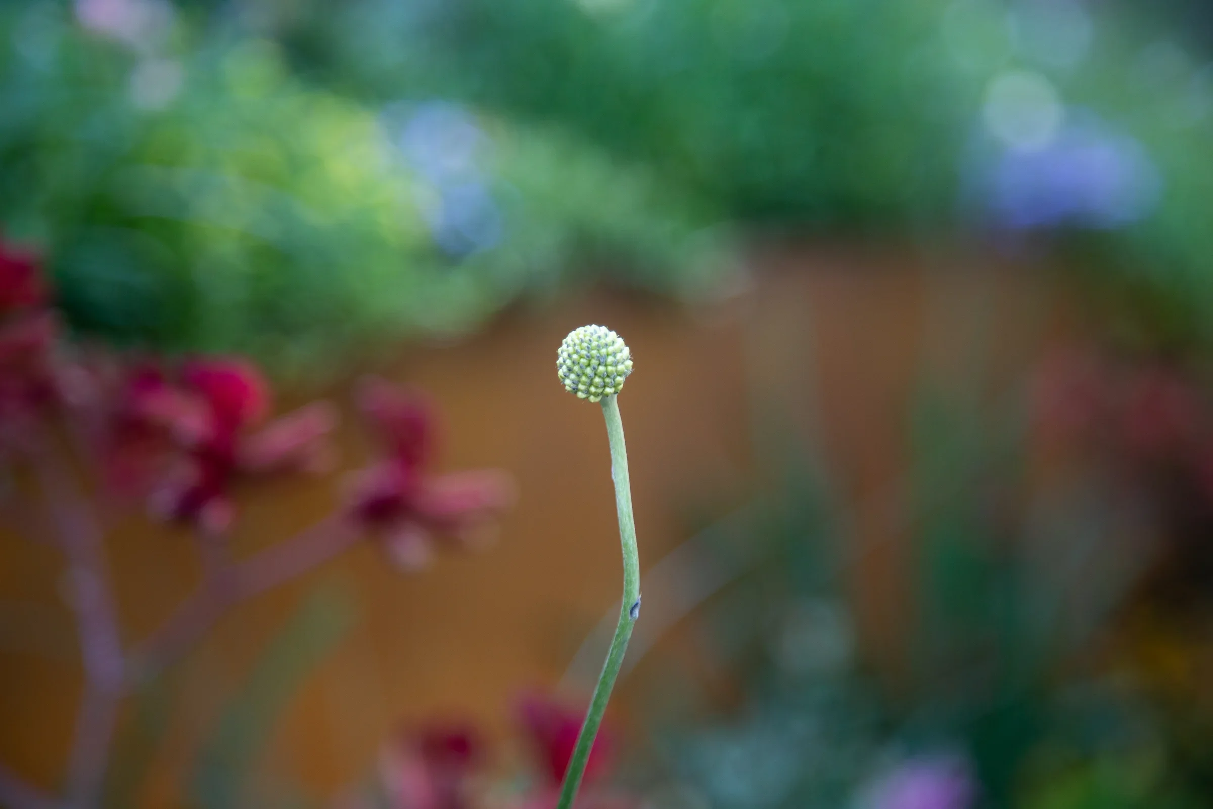 MIFGS_2026_Boutique Garden-23.webp