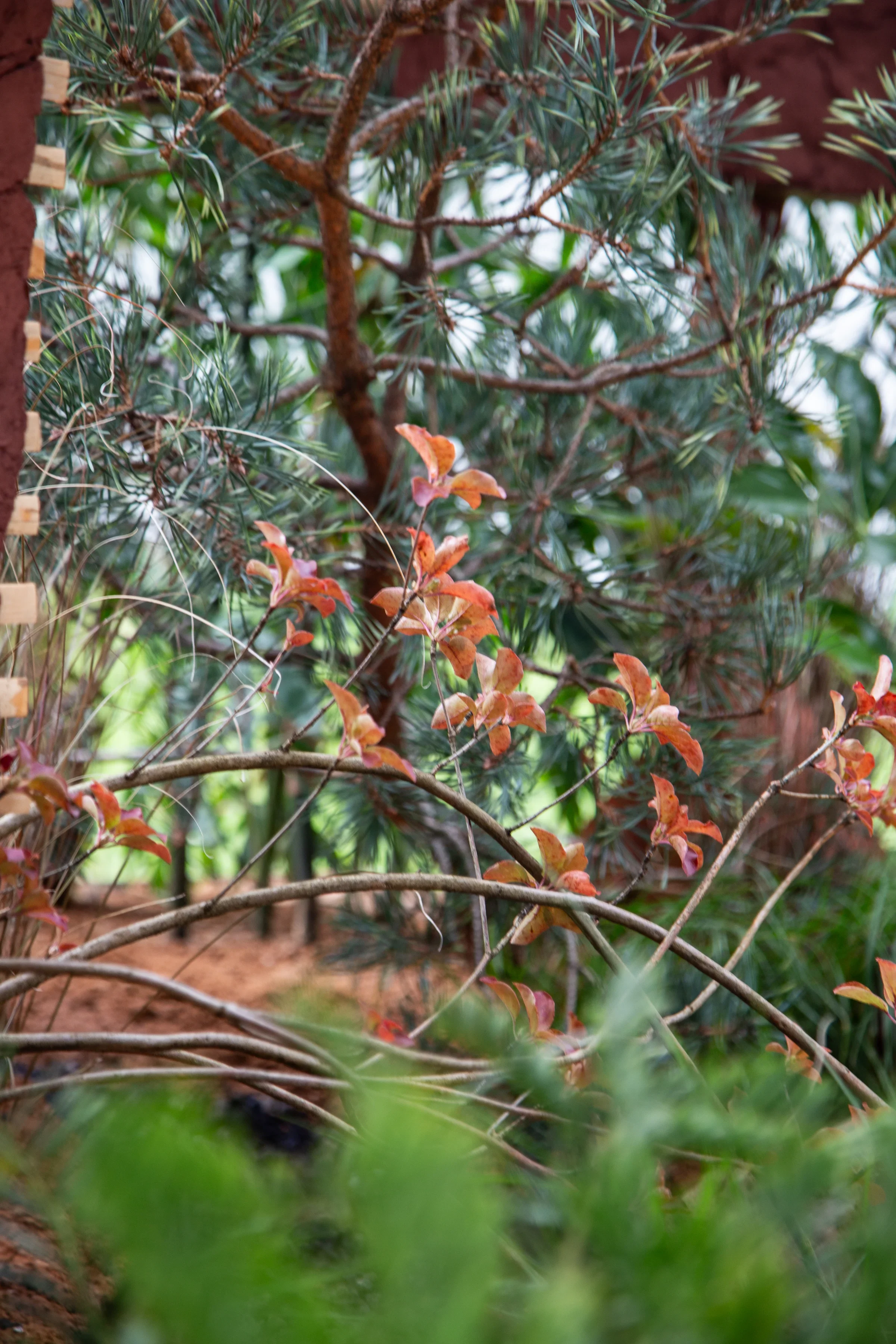 MIFGS_2026_Border Gardens-491.webp