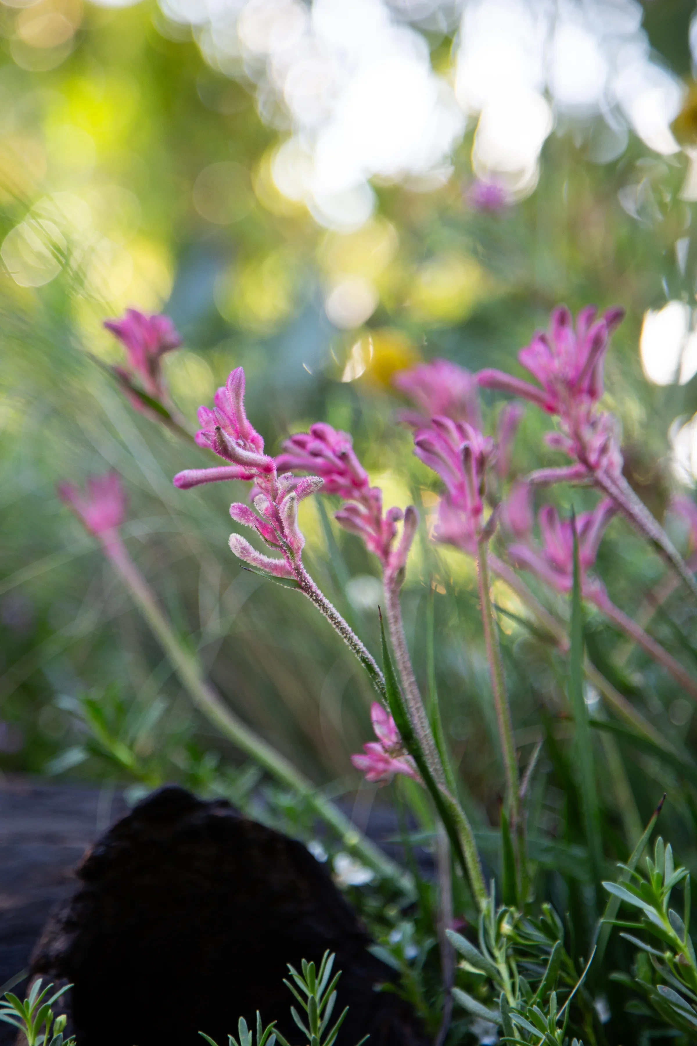 MIFGS_2026_Boutique Garden-25.webp