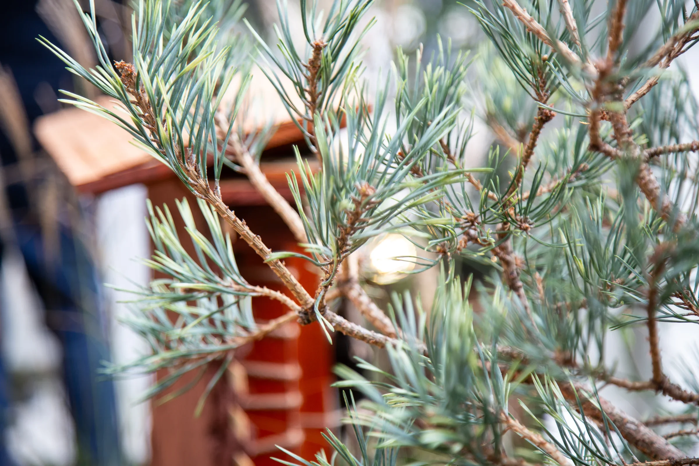 MIFGS_2026_Border Gardens-509.webp