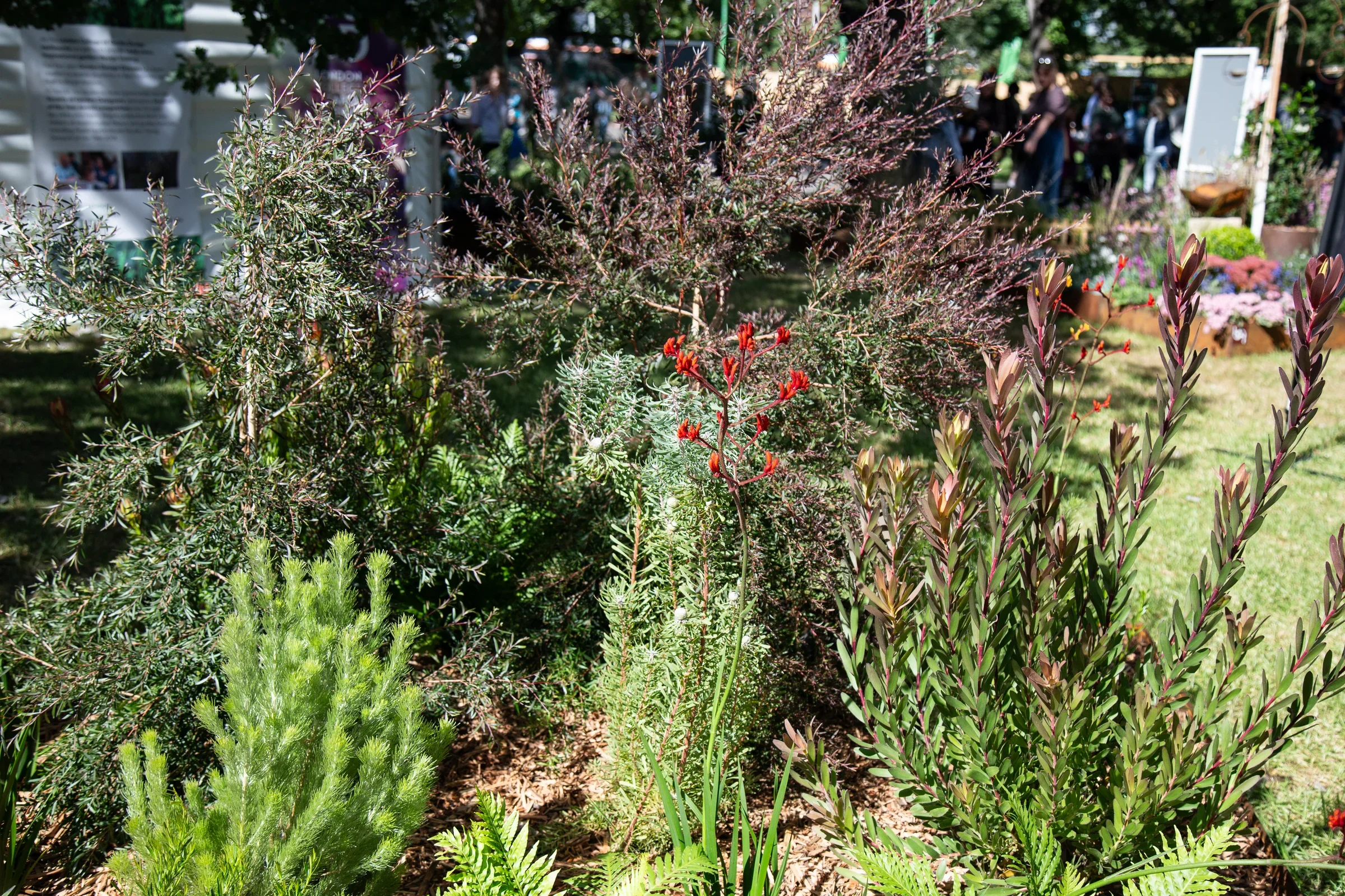 Dawn Fire by Wild Roots Garden Care