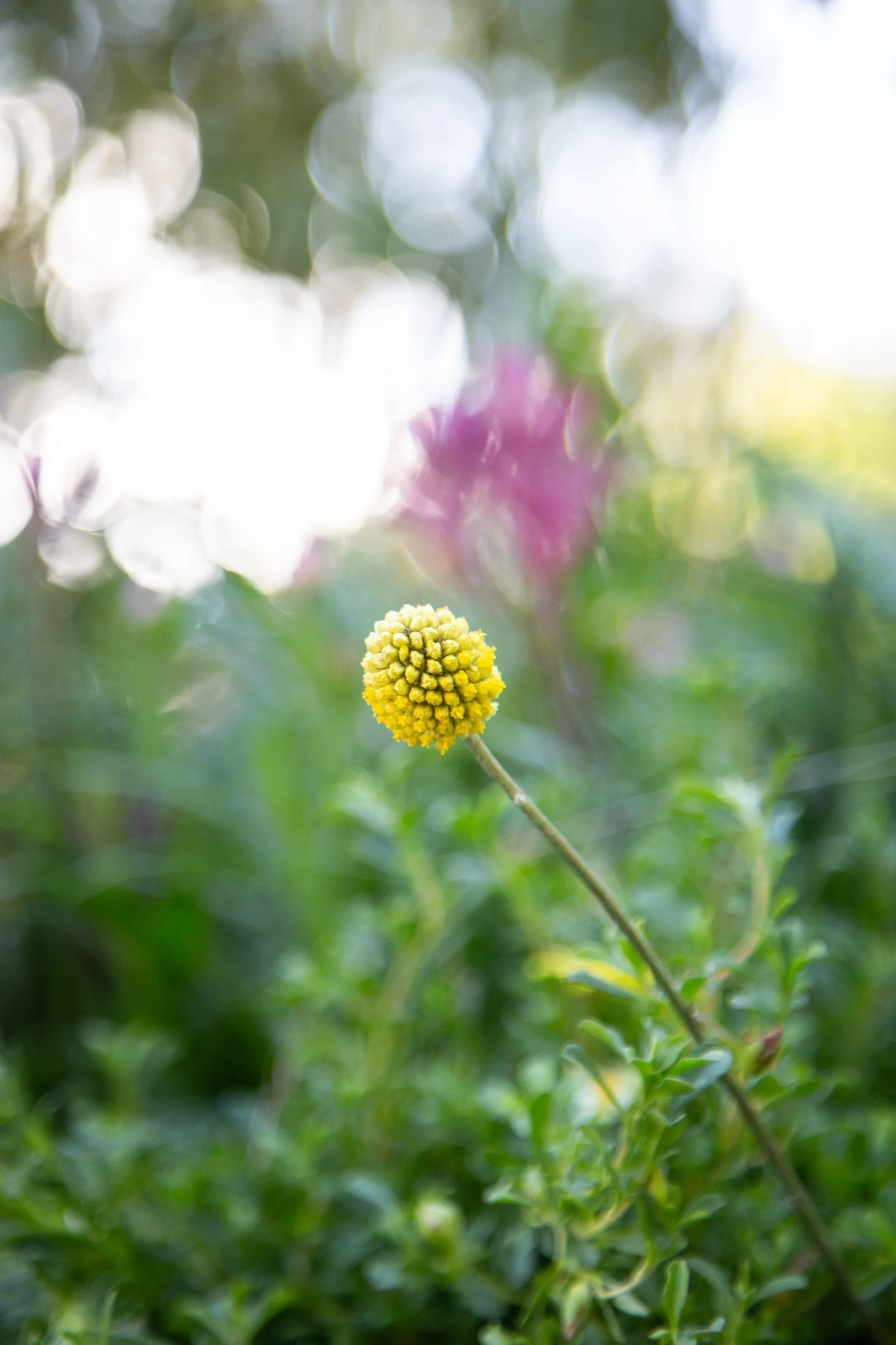 MIFGS_2026_Boutique Garden-26.webp