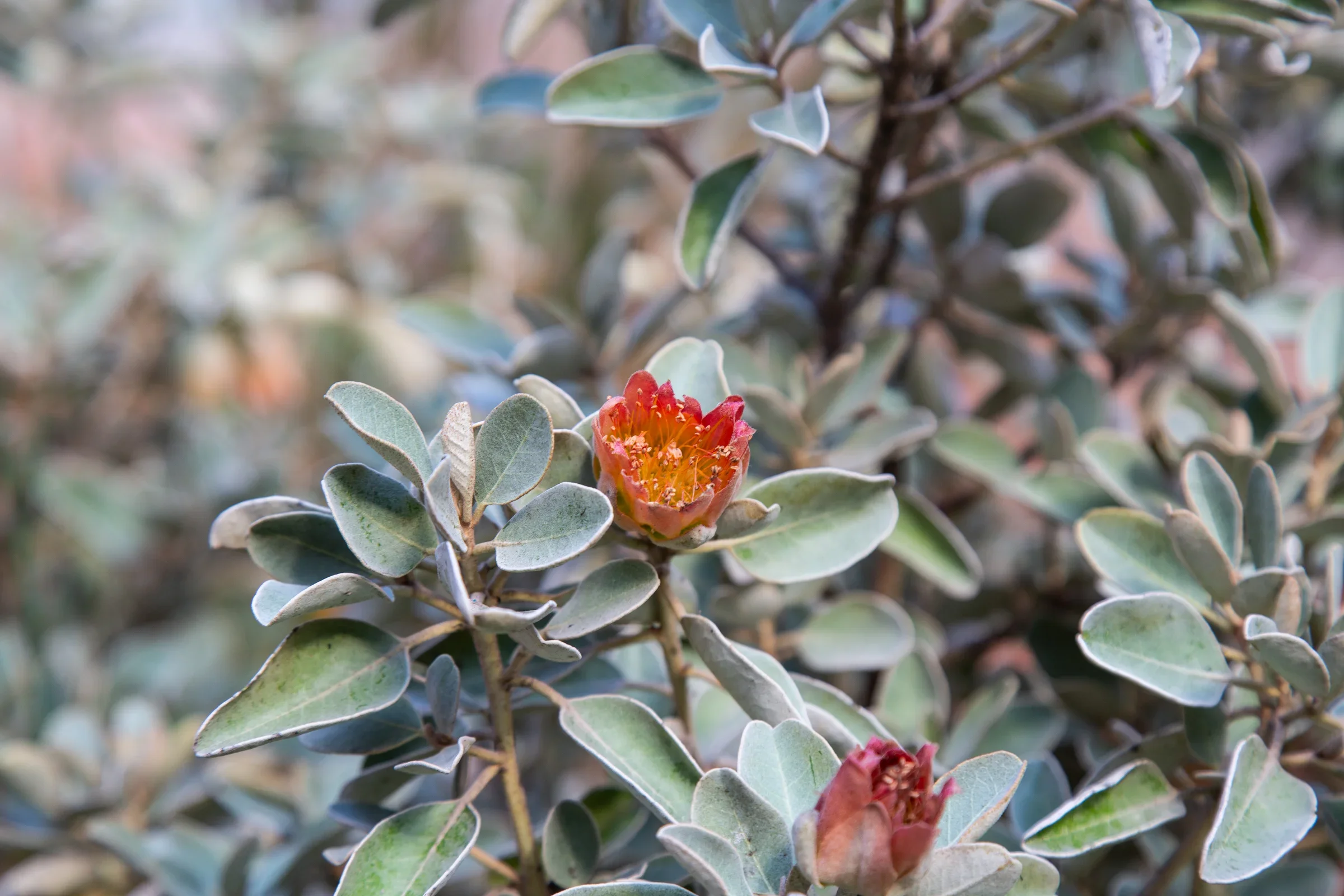 MIFGS_2026_Sunset Over Salt Lake-43.webp