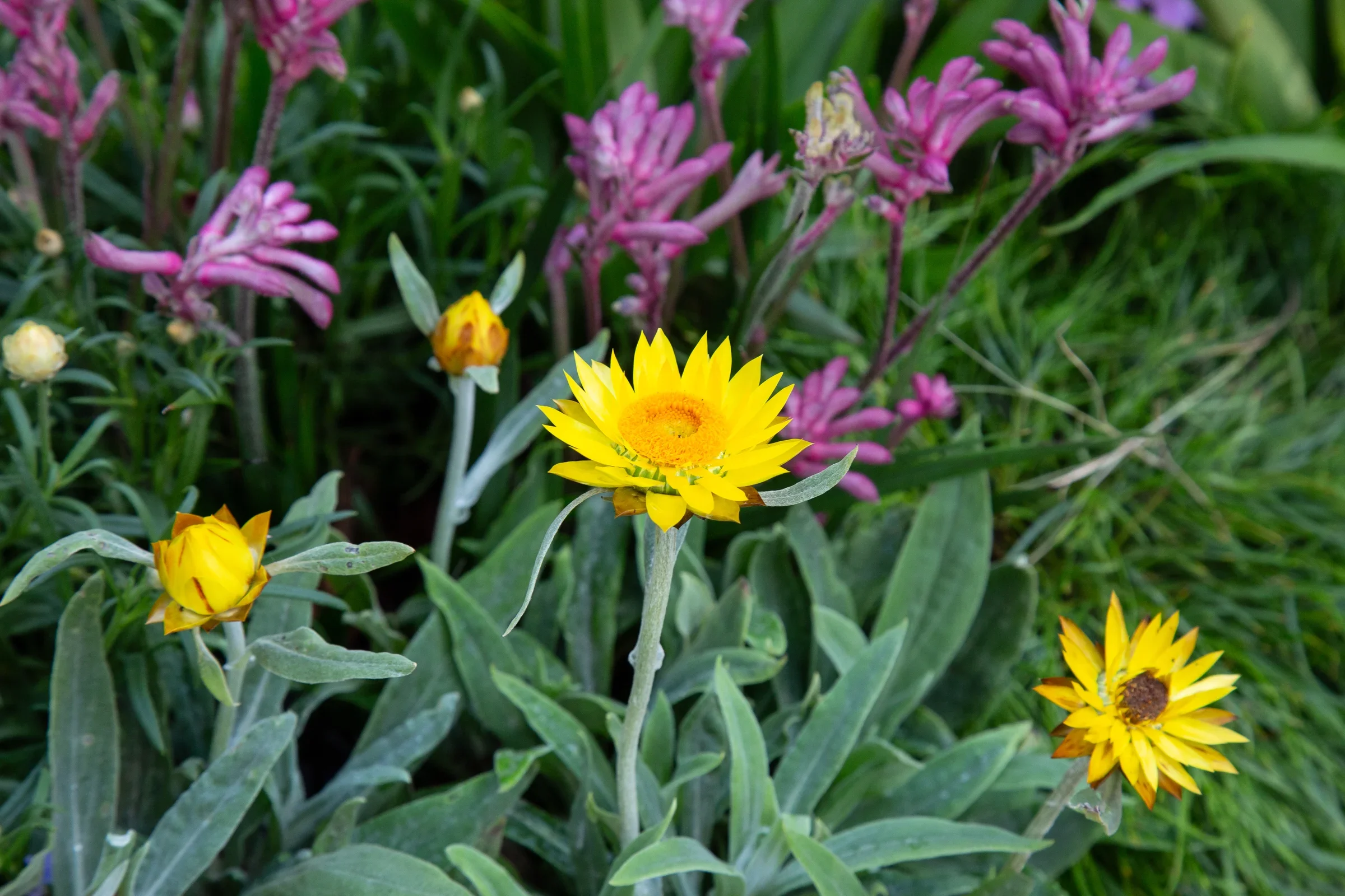 MIFGS_2026_Boutique Garden-53.webp