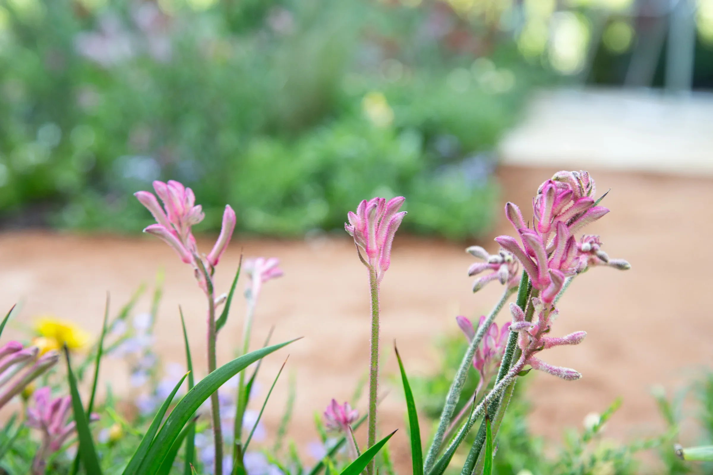 MIFGS_2026_Boutique Garden-60.webp