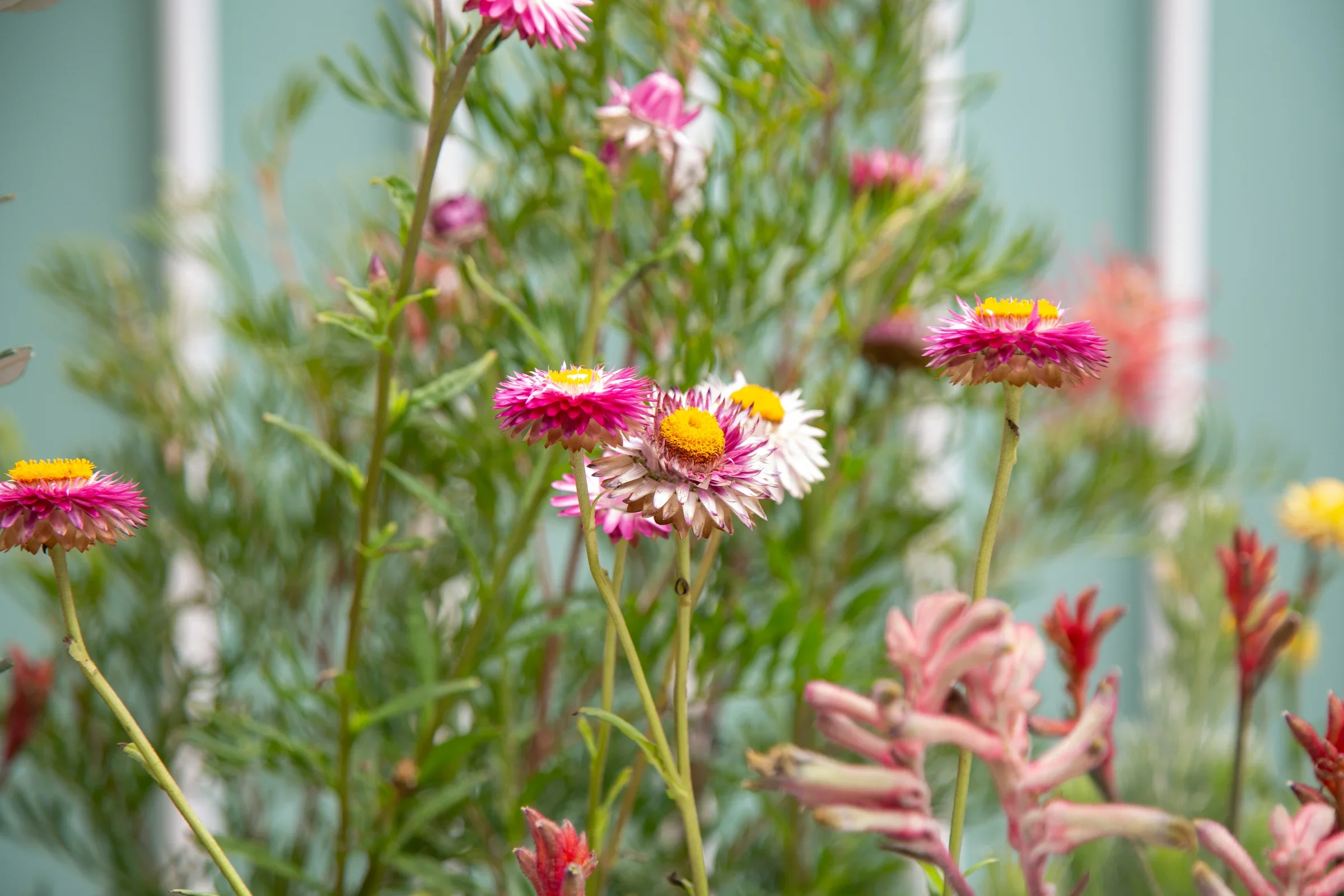 MIFGS_2026_Oasis in the Sky-17.webp