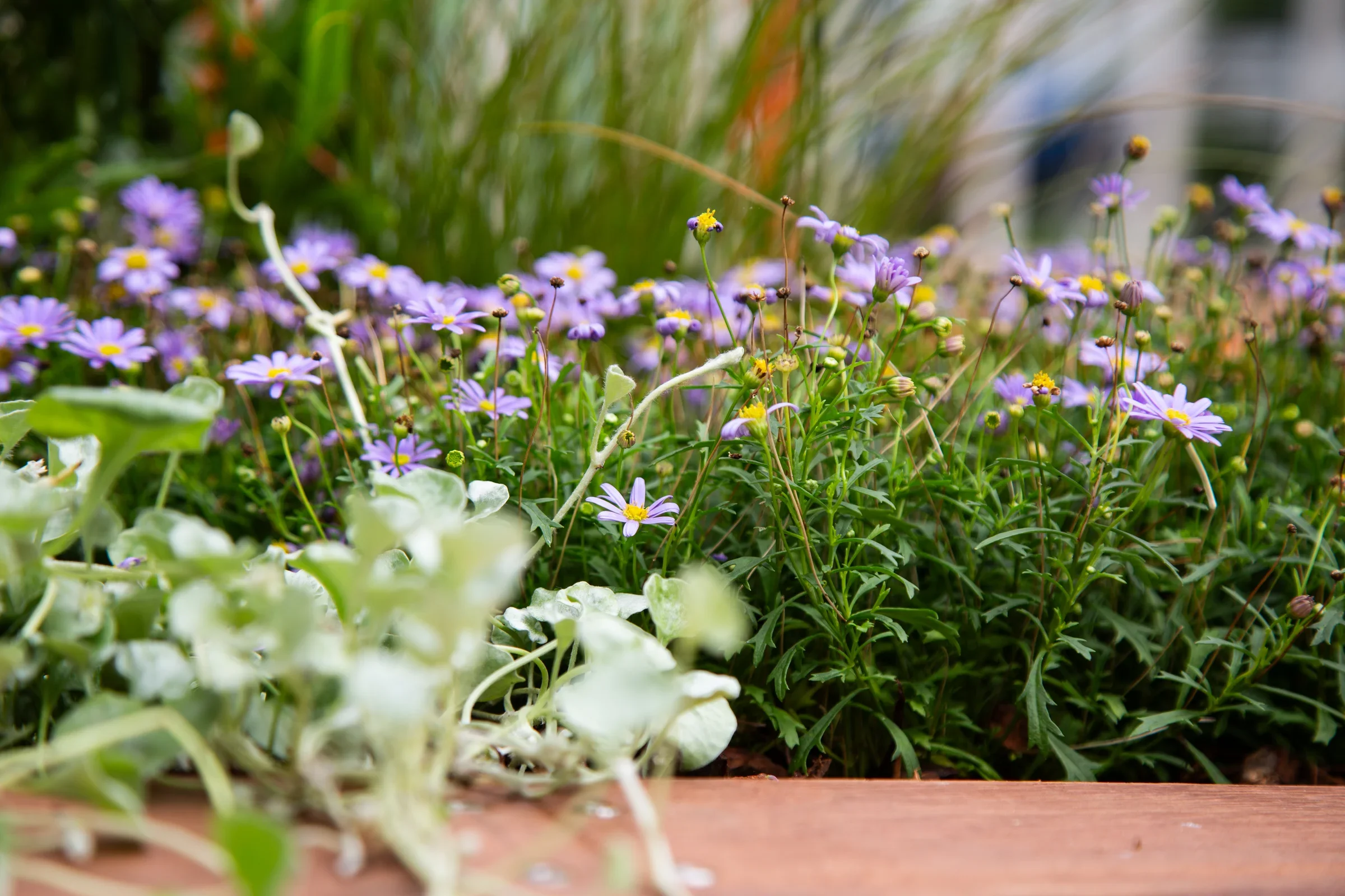 MIFGS_2026_Oasis in the Sky-21.webp