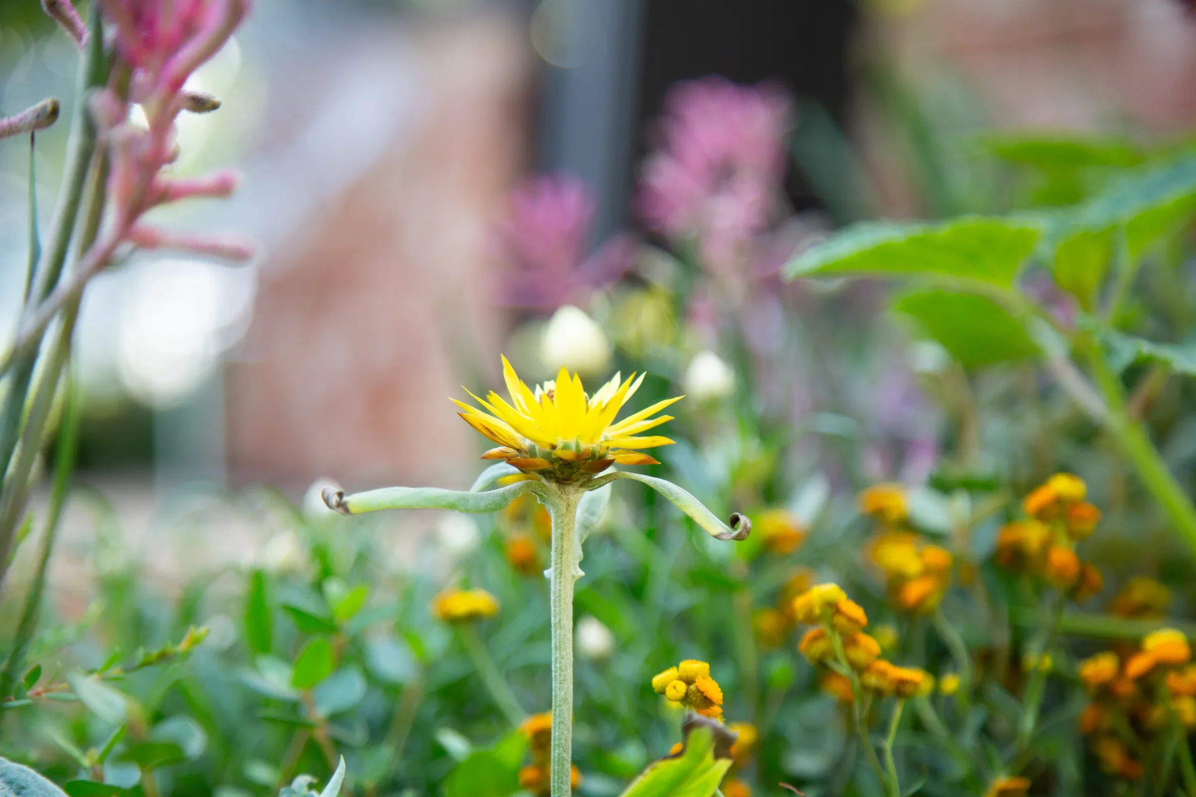 MIFGS_2026_Boutique Garden-50.webp