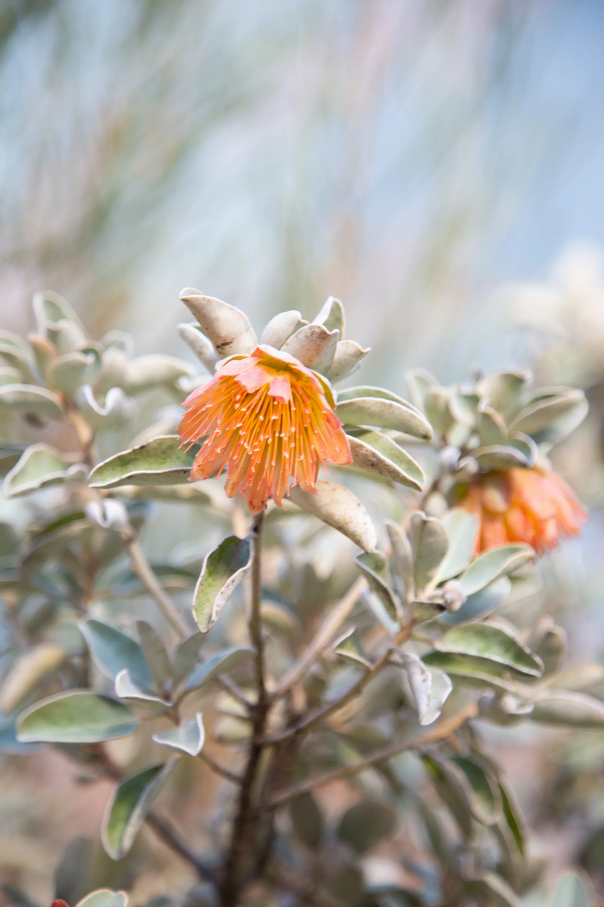 MIFGS_2026_Sunset Over Salt Lake-45.webp