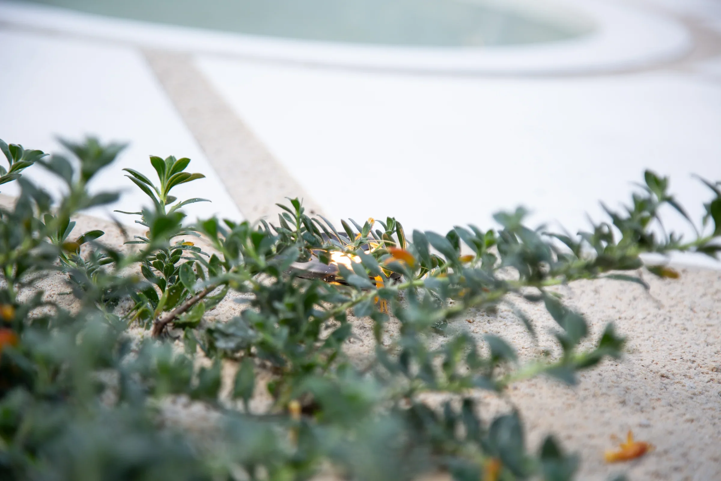 MIFGS_2026_Sunset Over Salt Lake-09.webp