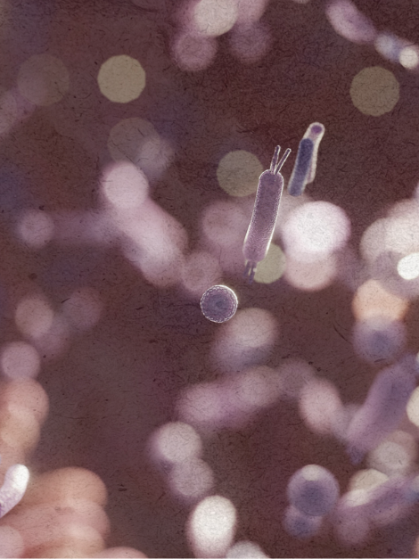 How Your Gut Microbiome Powers Your Daily Energy