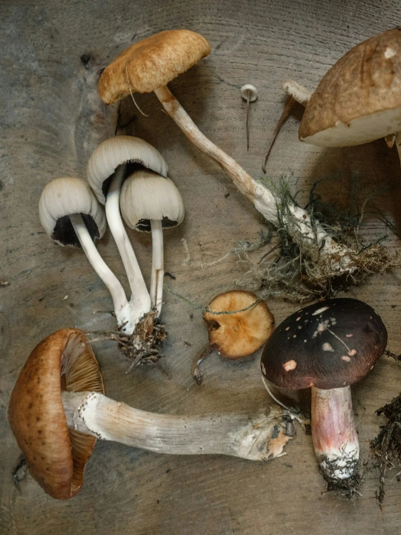 The Multiplier Effect: How Organ Nutrition Enhances Adaptogens