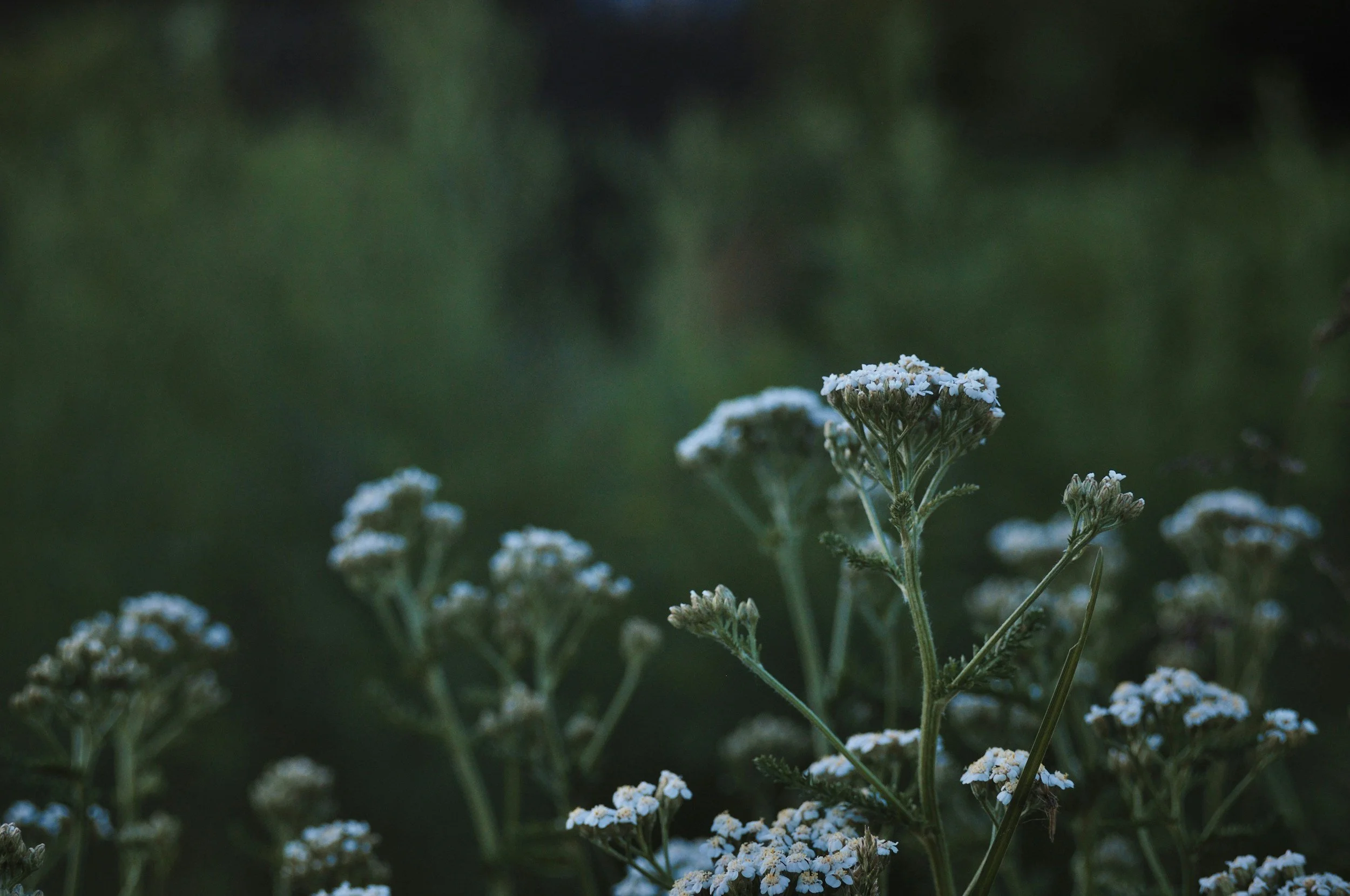 Yarrow for Heavy Periods: The Liver and Hormone Story Behind Flooding Cycles