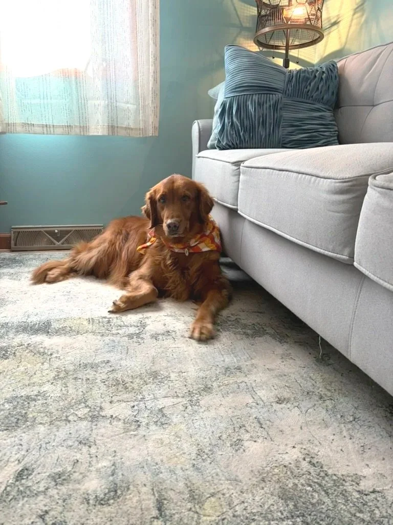 Piper, the resident therapy dog at MindSpace Collective, creating a warm and welcoming environment for therapists and clients in Bloomington, Indiana.