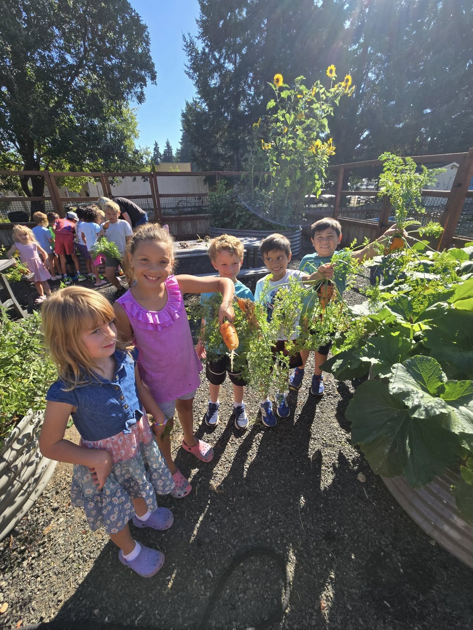 A group of children in a garden holding freshly harvested carrots, with sunflower plants in the background, and more children in the background near garden beds.