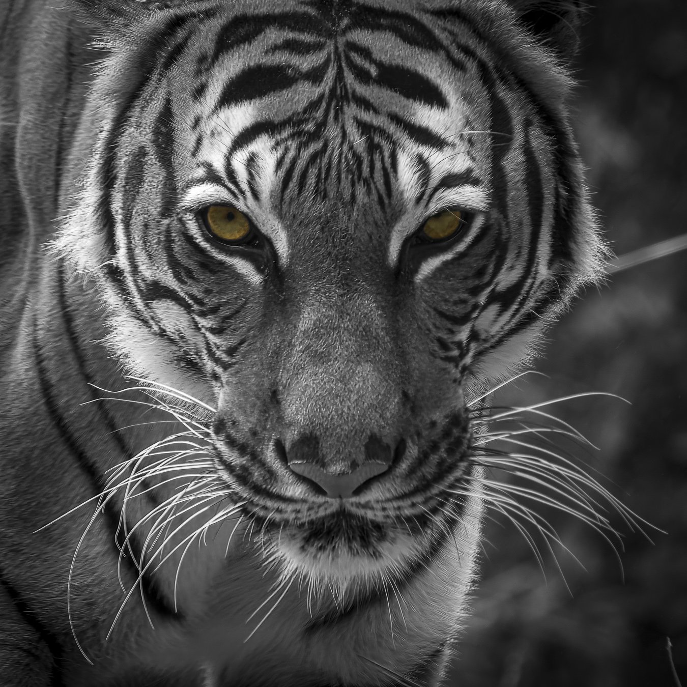 Golden Gaze