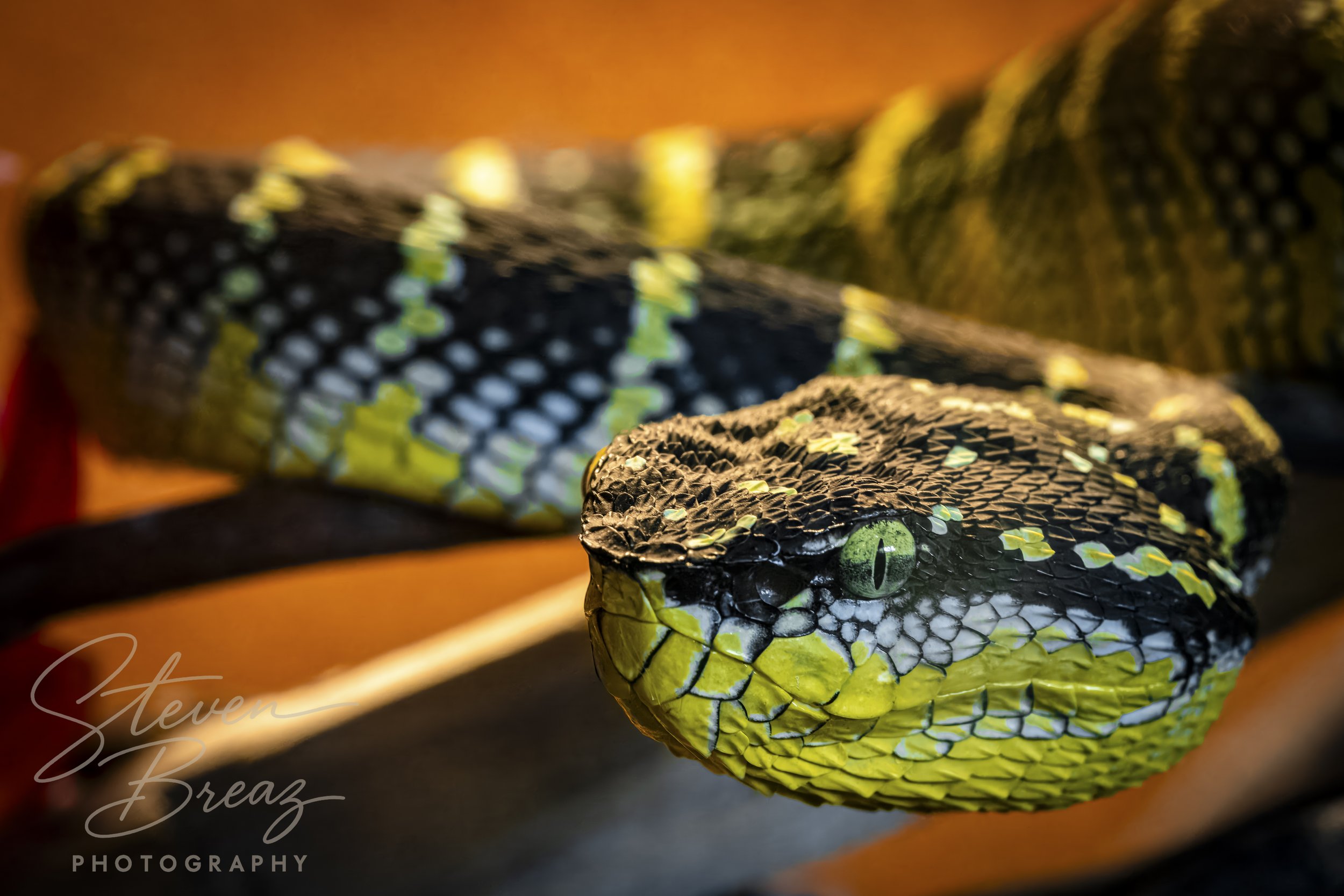 2025_Macro_ReptileZoo_DSC6084.jpg