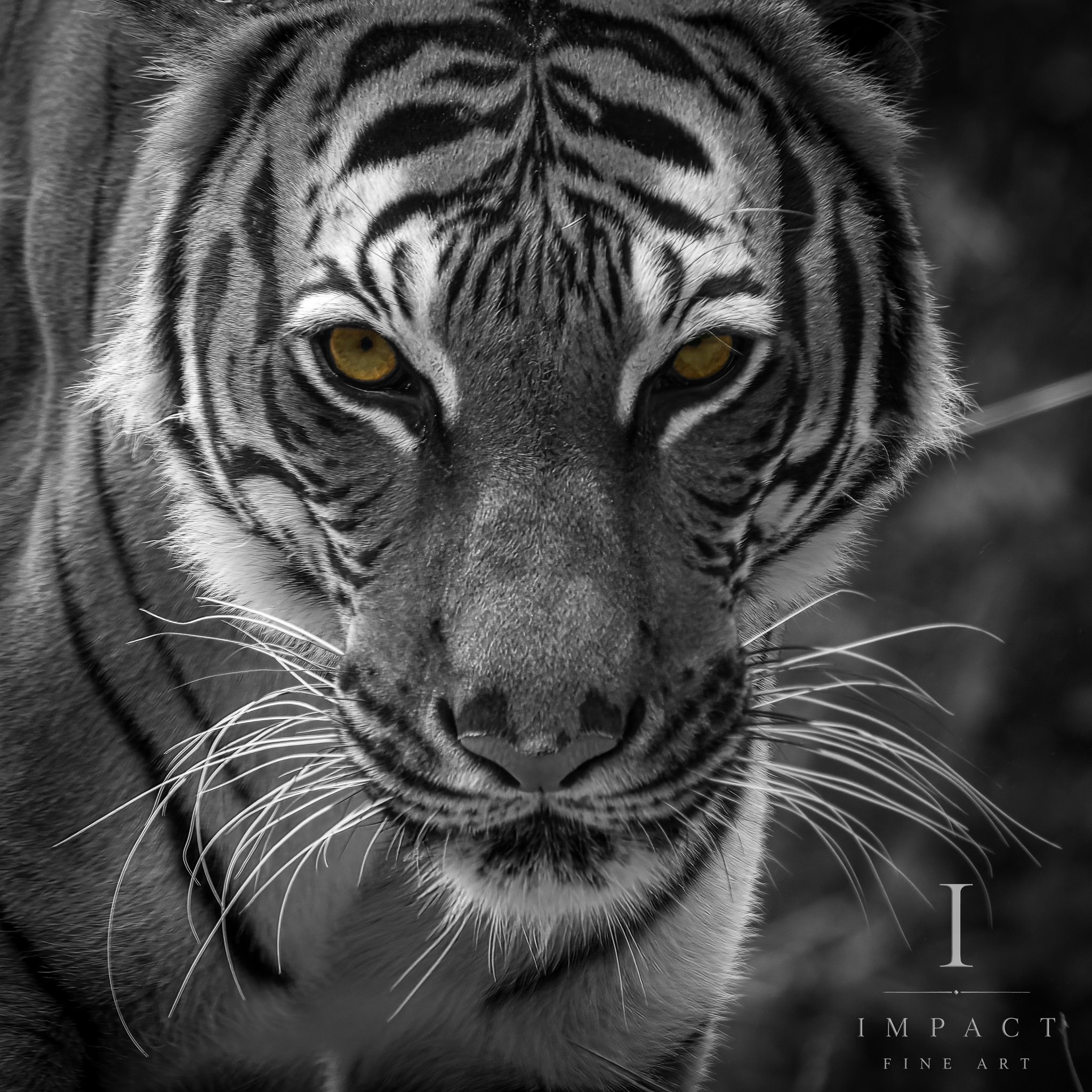 2025_Wildlife_woodlandpark_Golden Gaze_1x1.jpg