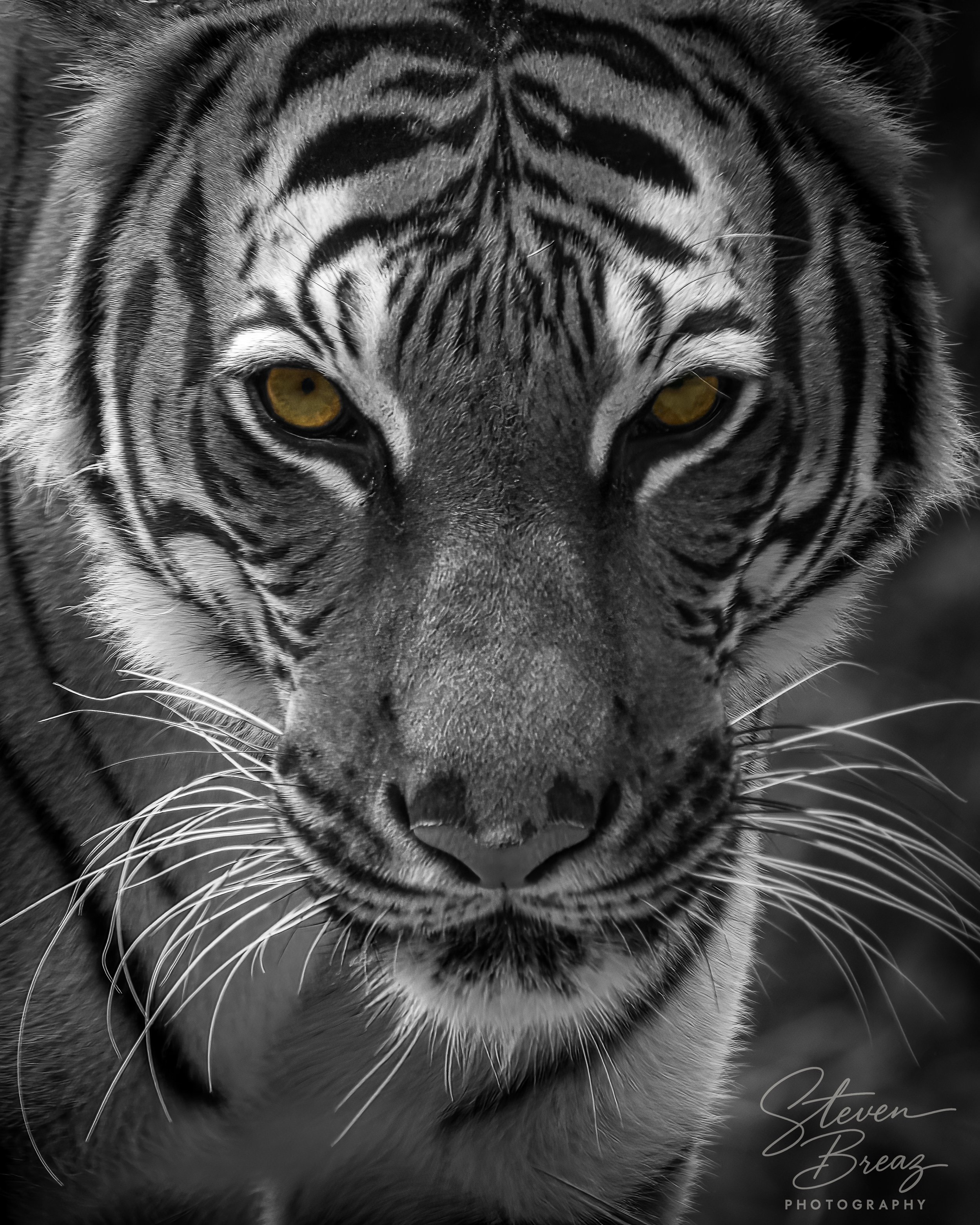 Close-up black and white photo of a tiger with yellow eyes.