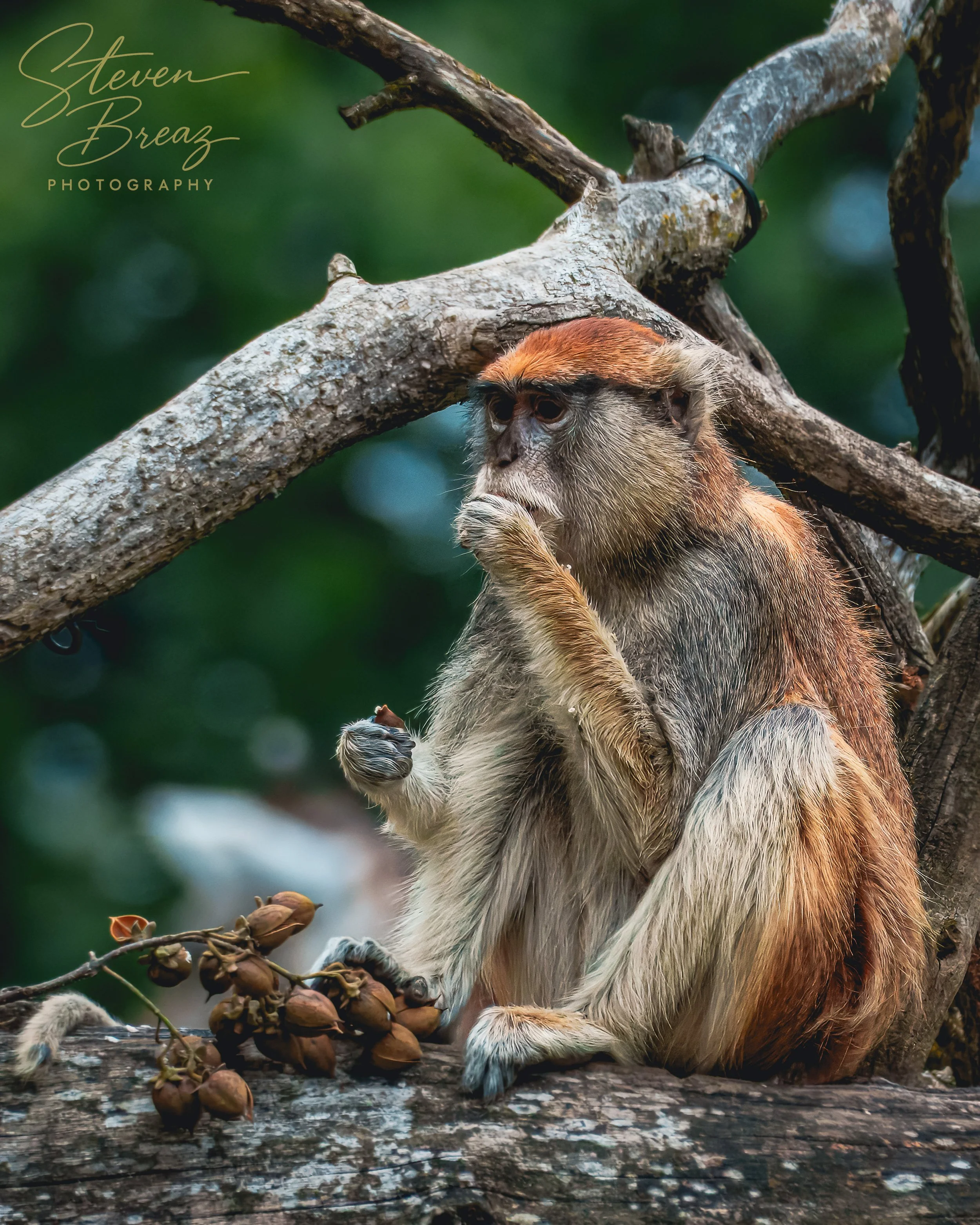 A monkey sitting on a tree branch, seemingly lost in thought, with a cluster of dried fruits nearby and green foliage in the background.