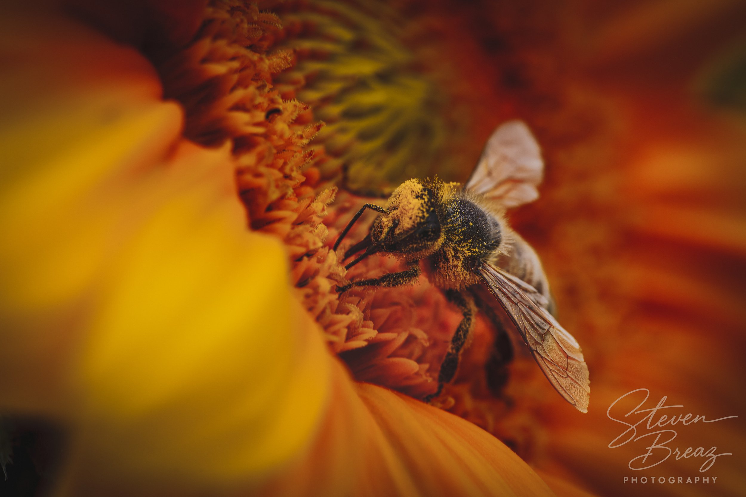2025_Macro_Sunflower_Gilded Forager_FirstLightFarm_DSC6676-2.jpg