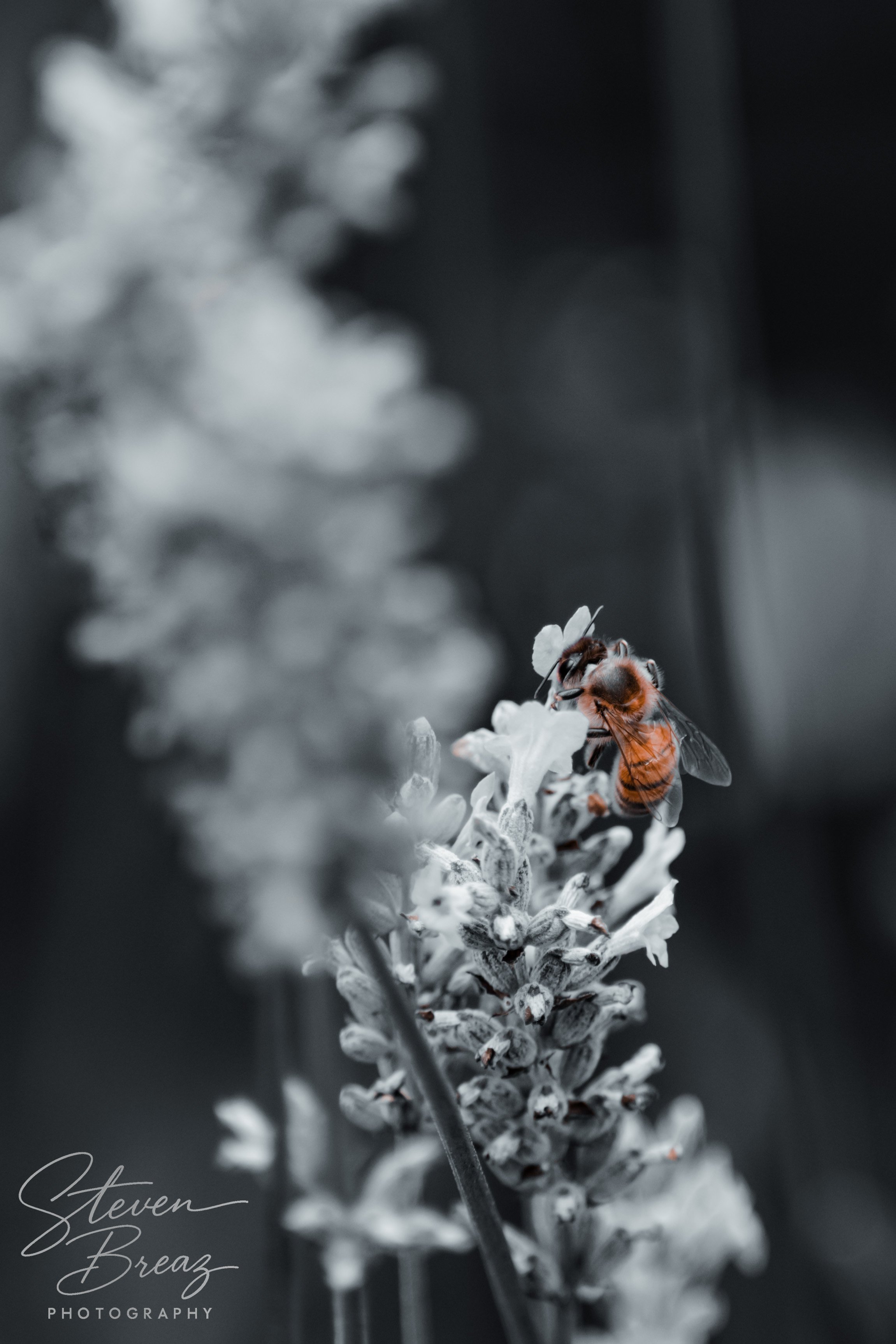Close-up of a bee collecting nectar from a lavender flower with a dark background.