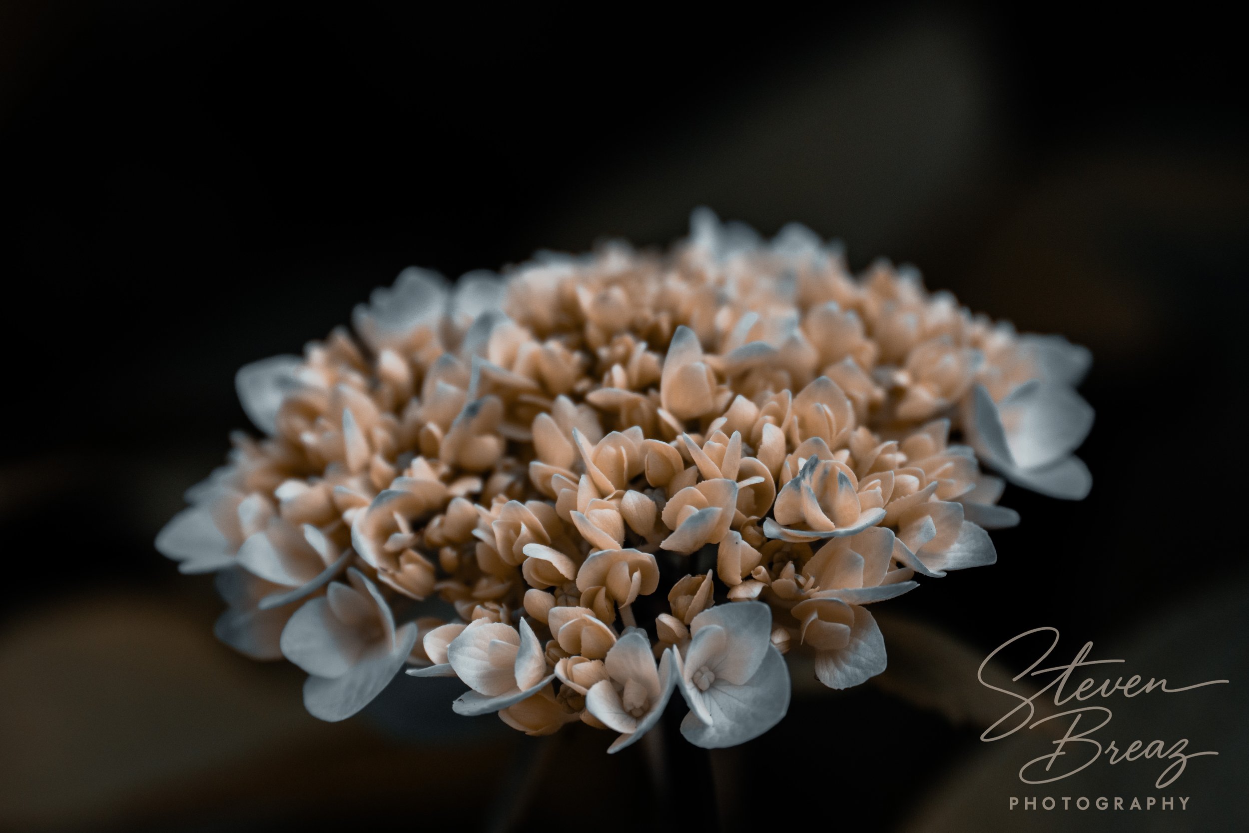 Close-up of a cluster of pale pink hydrangea flowers against a dark background with a photography watermark in the bottom right corner.