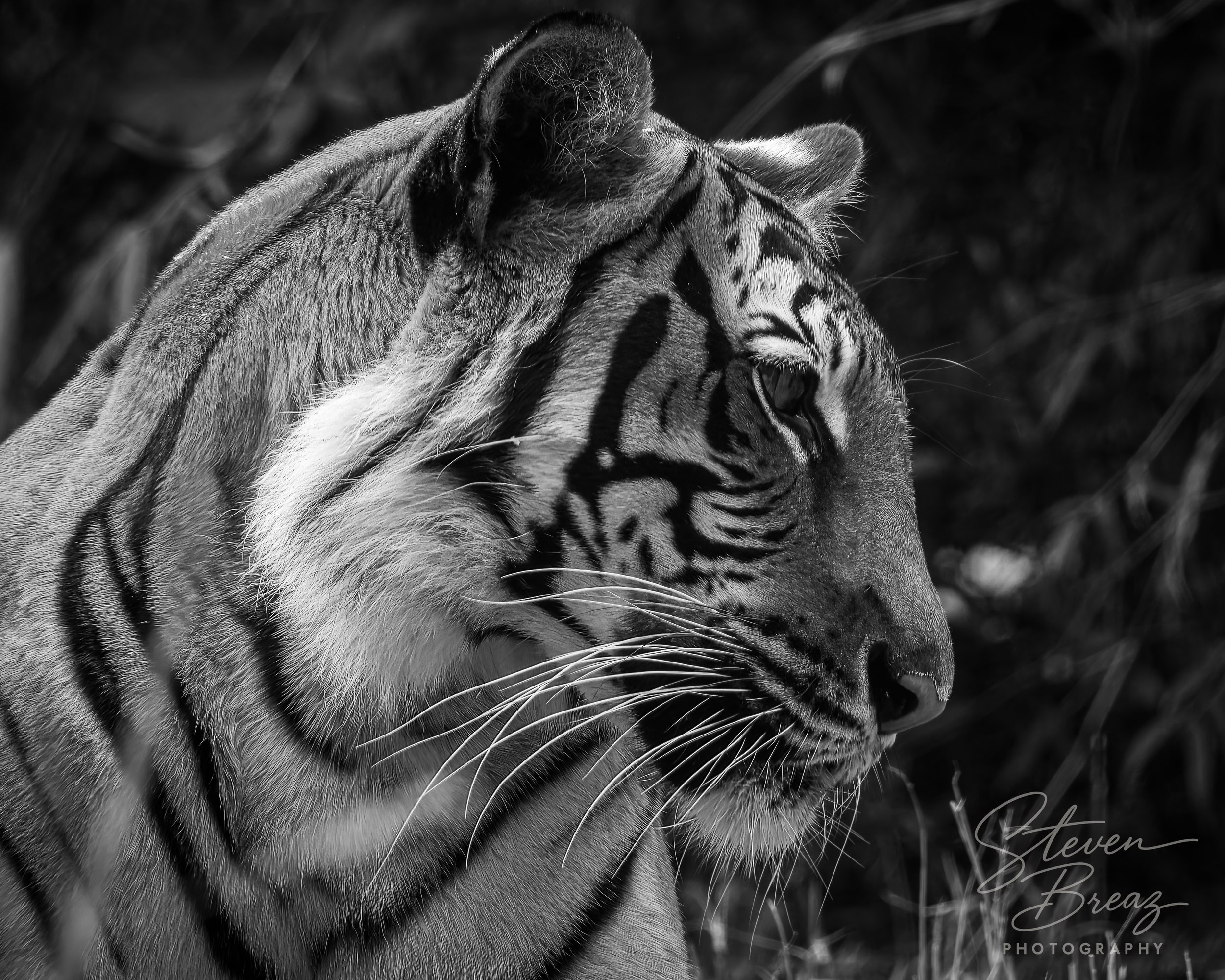 Close-up black and white photo of a tiger's face in profile with detailed fur and stripes