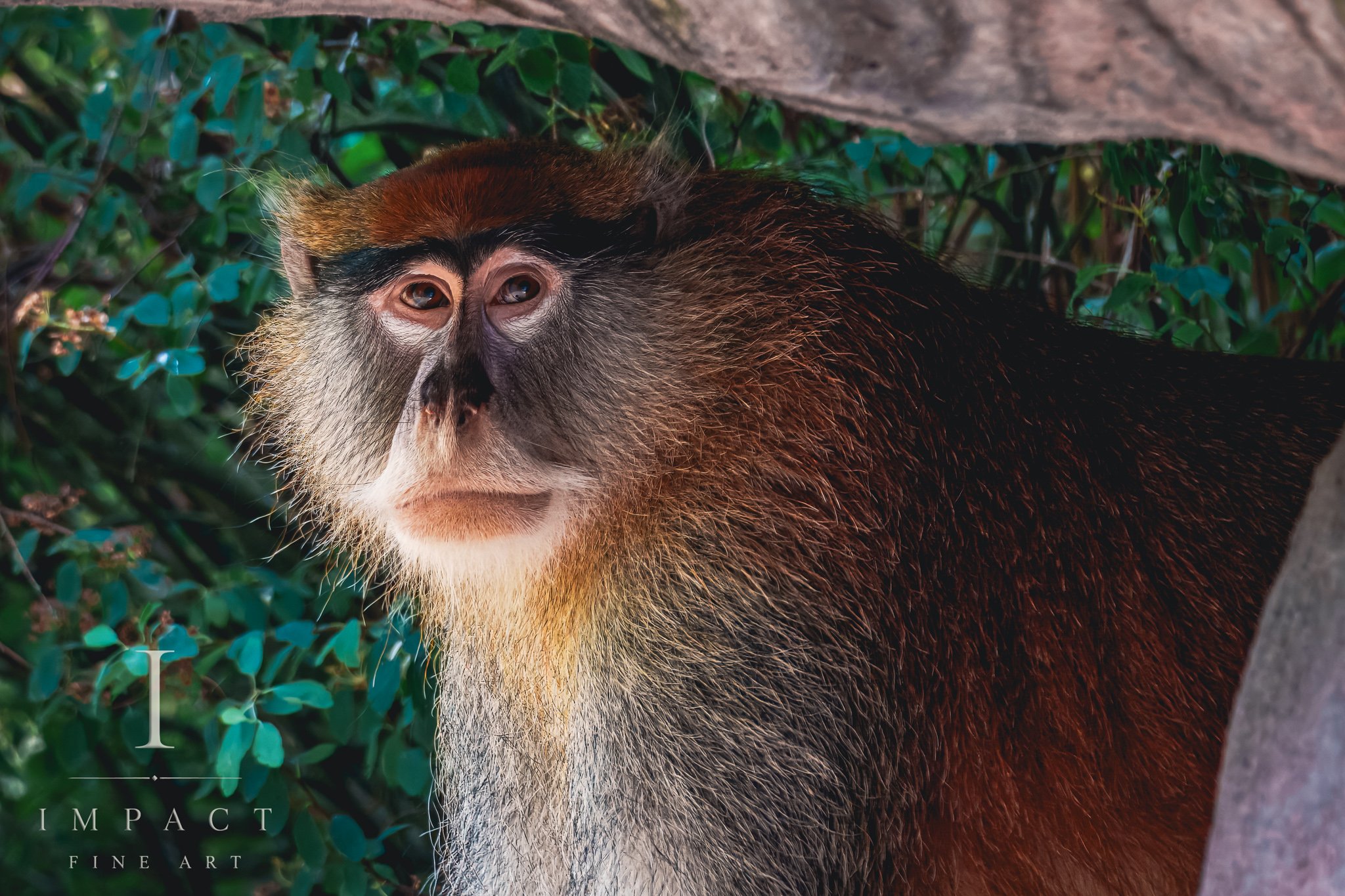 2025_Wildlife_woodlandpark_DSC04580.jpg