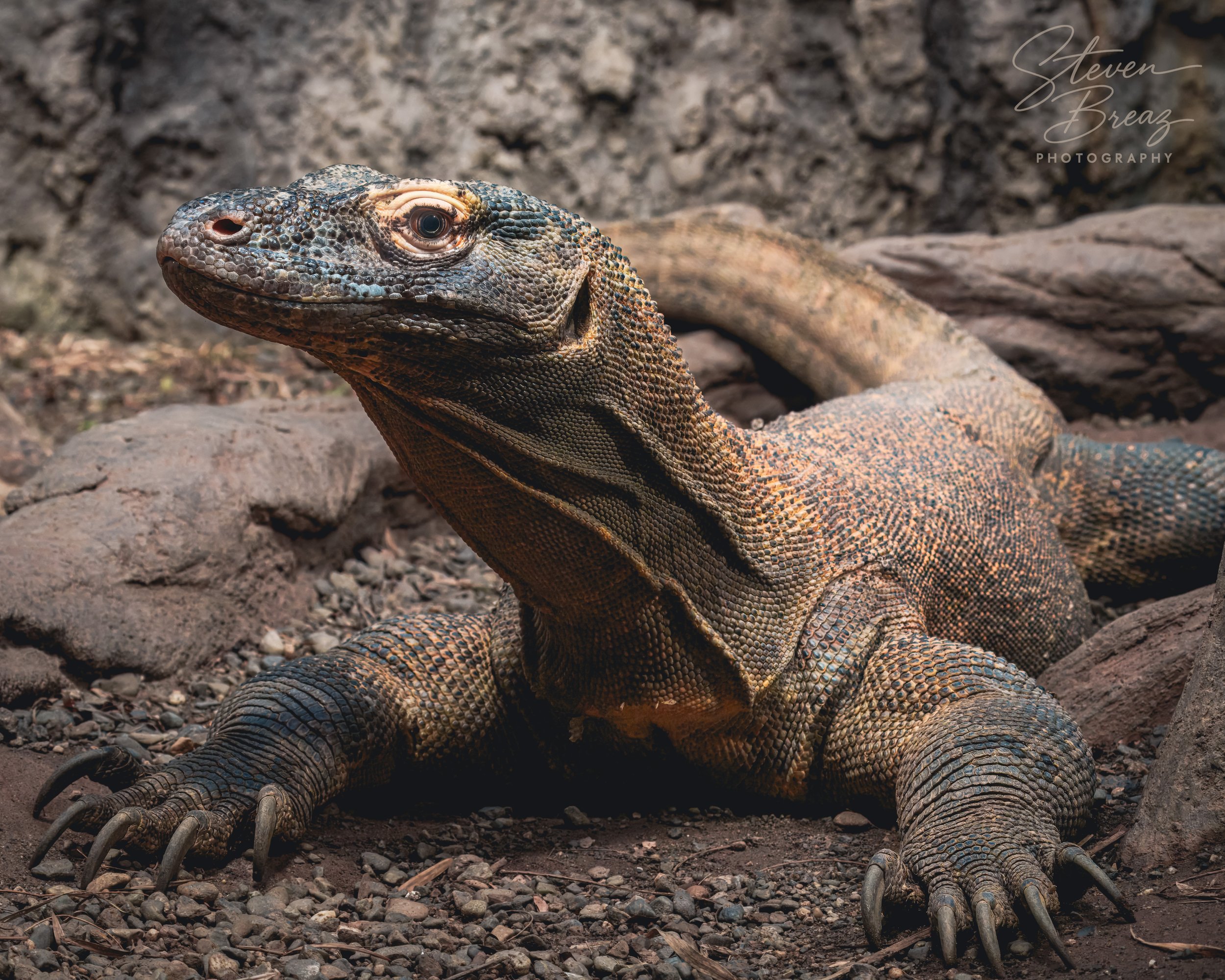 Close-up of a large lizzard lying on rocky ground with a textured brown and gray skin, surrounded by rocks and dirt.