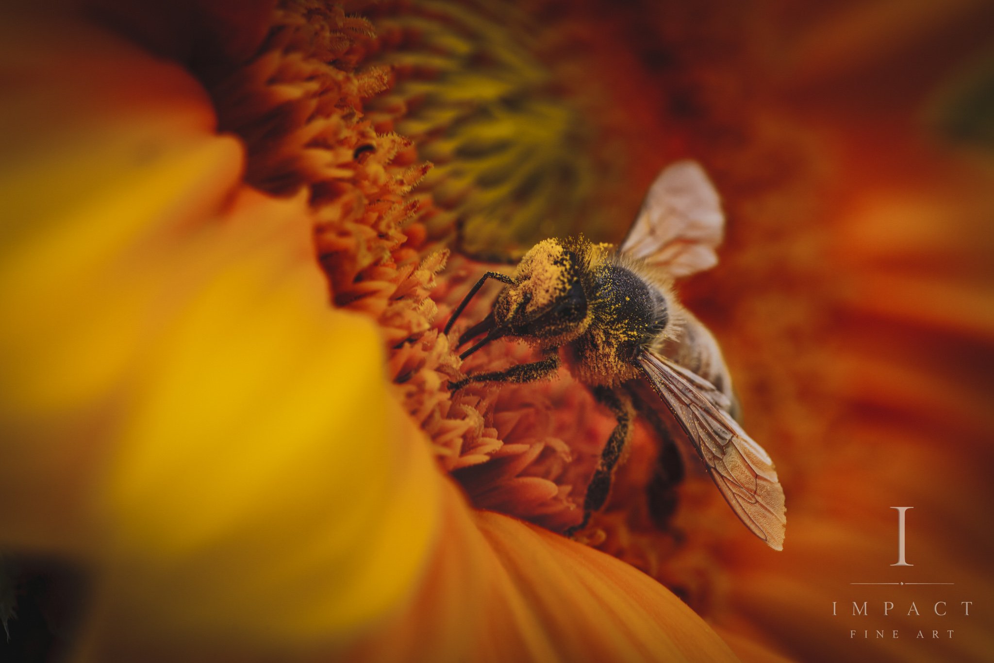 2025_Macro_Sunflower_Gilded Forager_FirstLightFarm_DSC6676-2.jpg