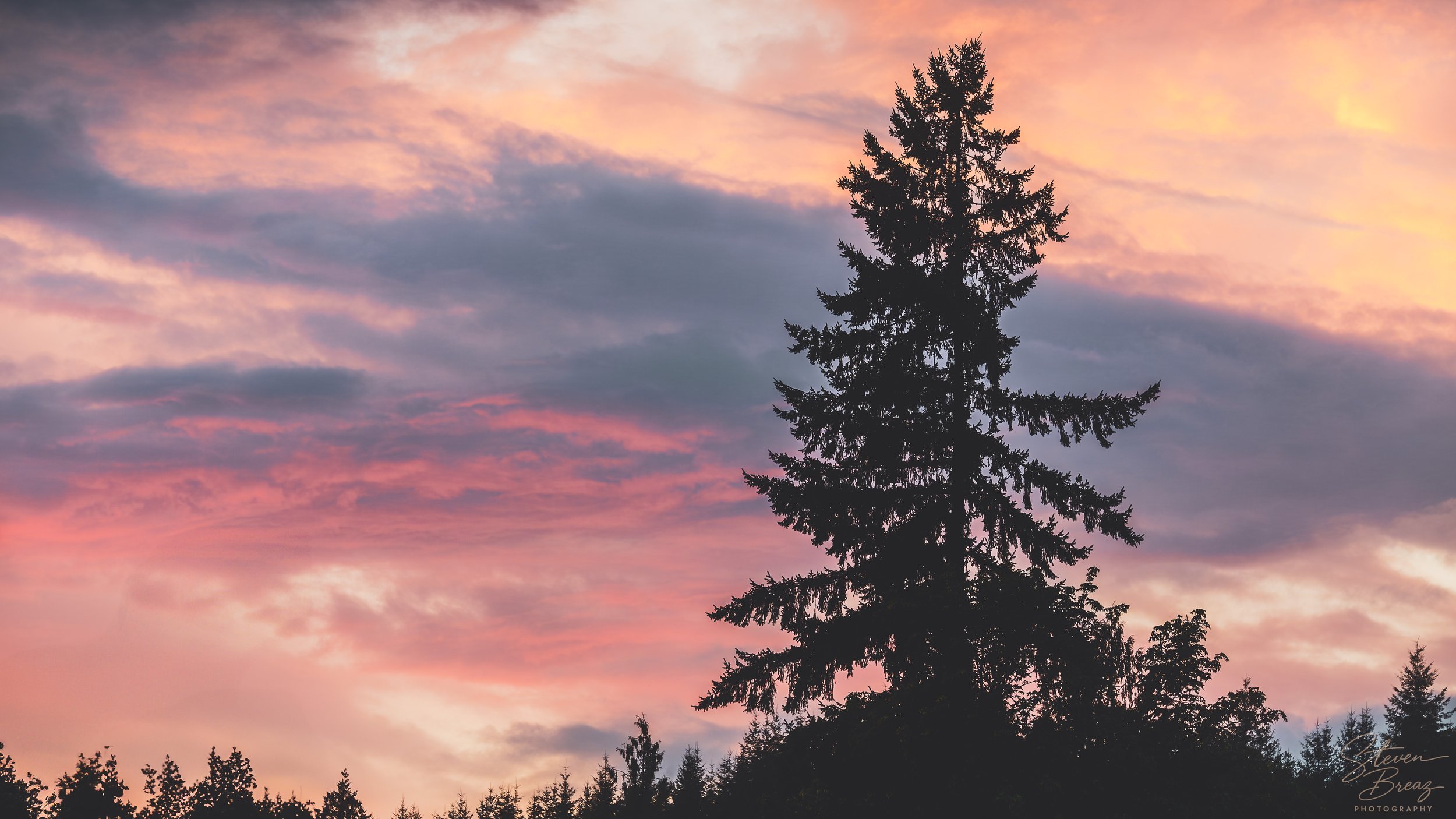 Silhouette of a tall evergreen tree against a colorful sunset sky with pink, purple, and orange clouds.