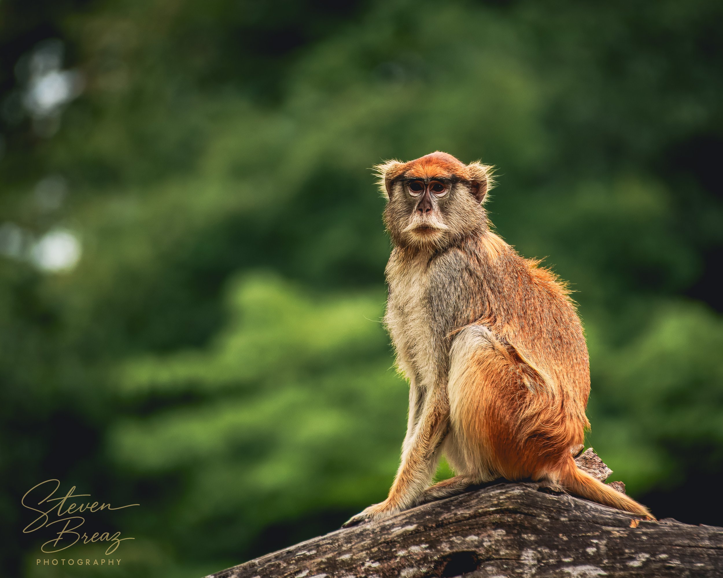 A monkey sitting on a log with a blurred green forest background.