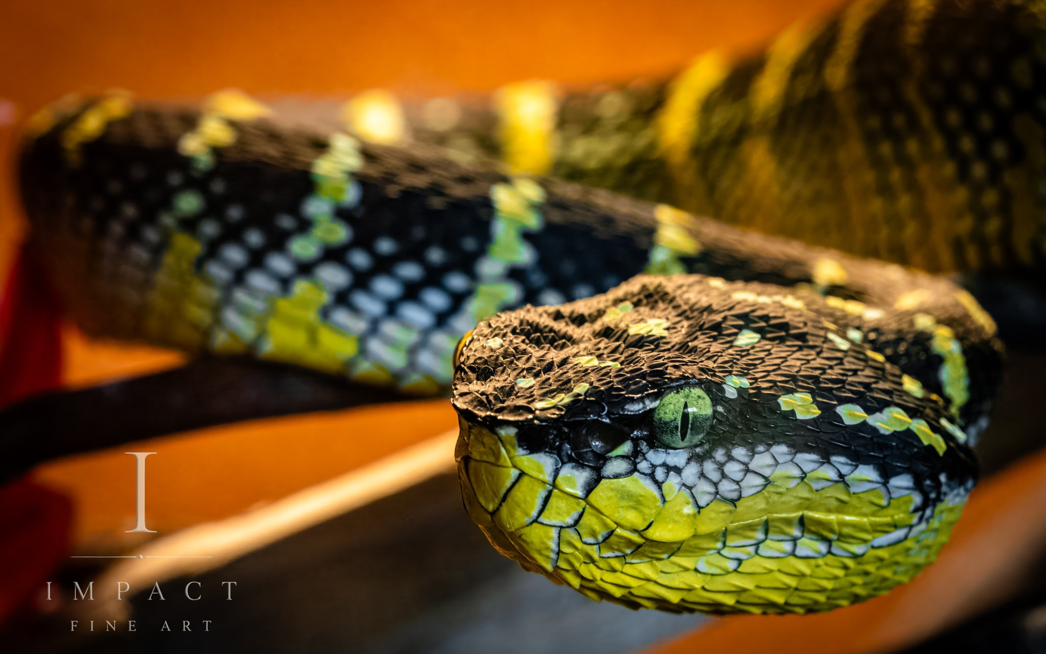 2025_Macro_ReptileZoo_DSC6084.jpg