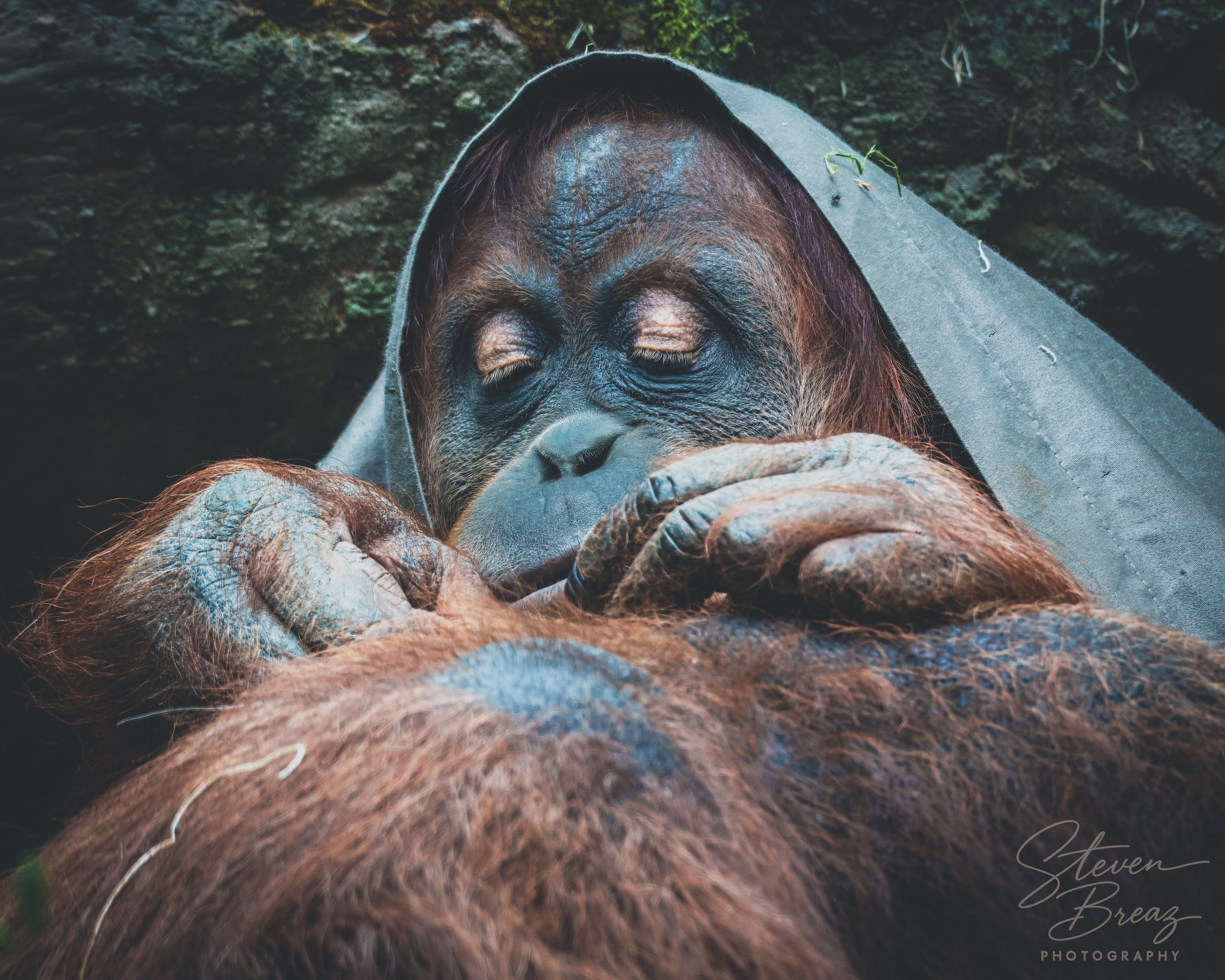 Close-up of a young orangutang with closed eyes resting its head and holding its arm up to its face, wearing a grey cloth on its head, against a dark natural background.