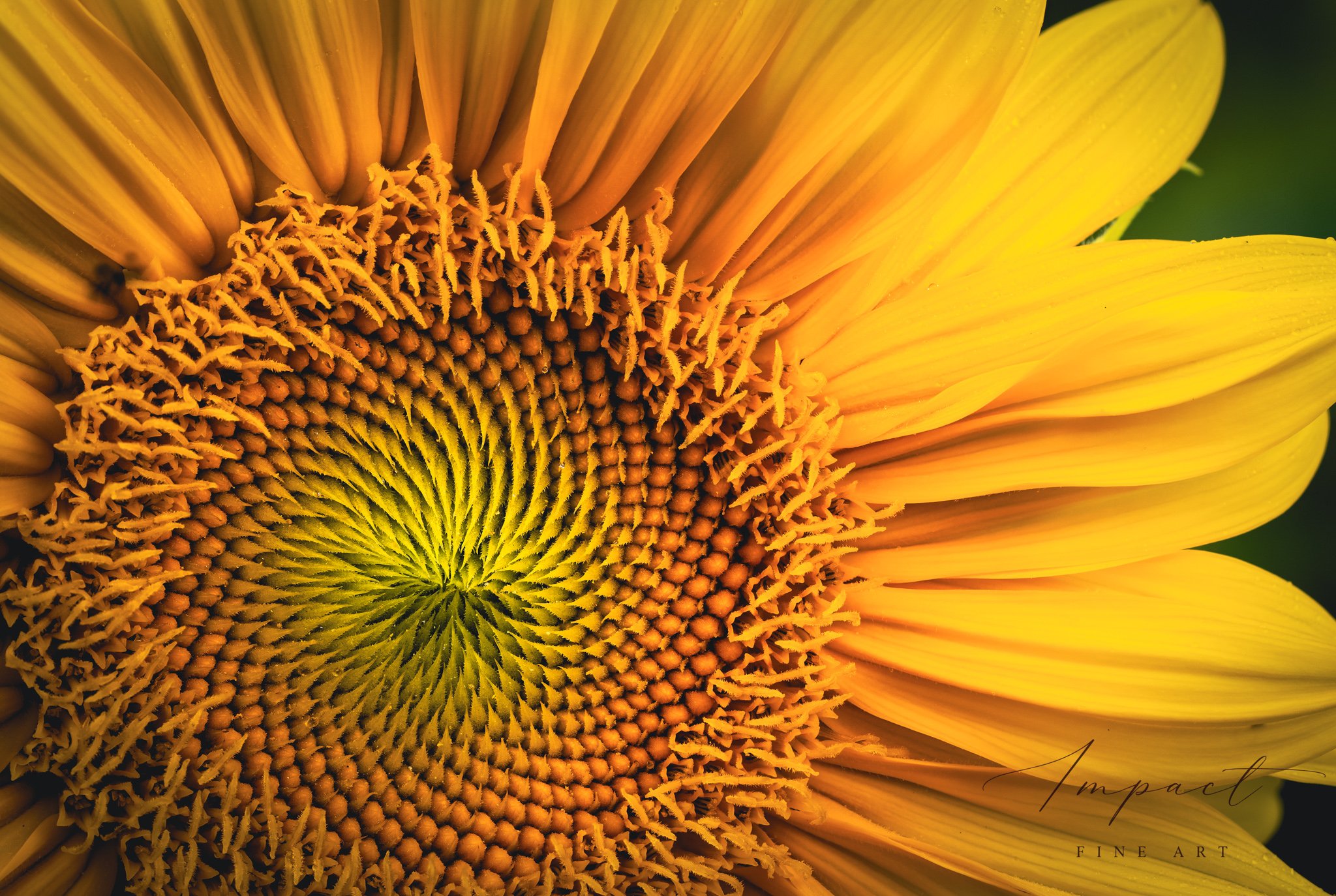 2025_Macro_Sunflower_Sunward Spiral_FirstLightFarm_crop1_-09-03 19-51-03 (B,R8,S4)-2.jpg