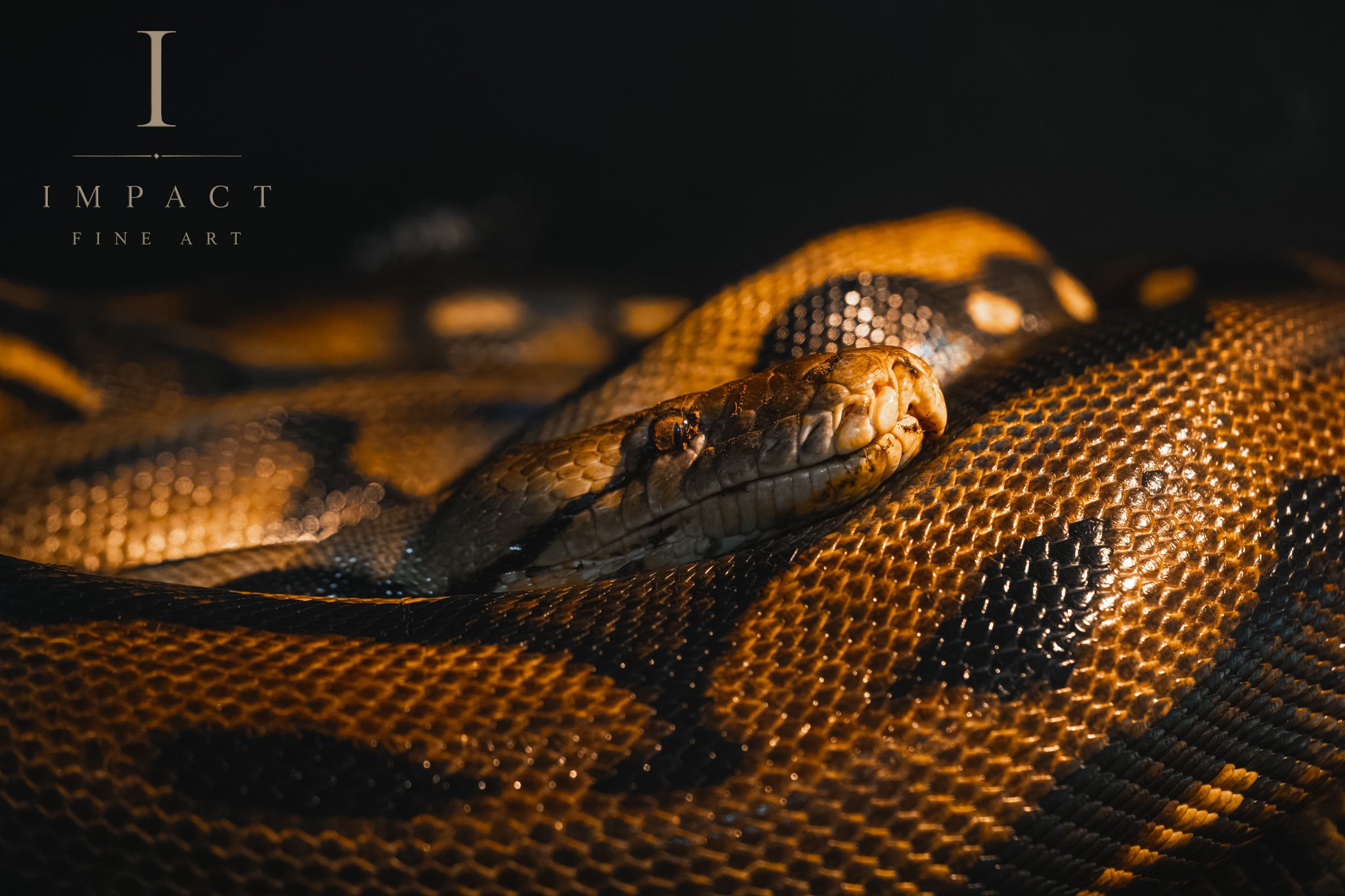 2025_Macro_ReptileZoo_DSC6134.jpg