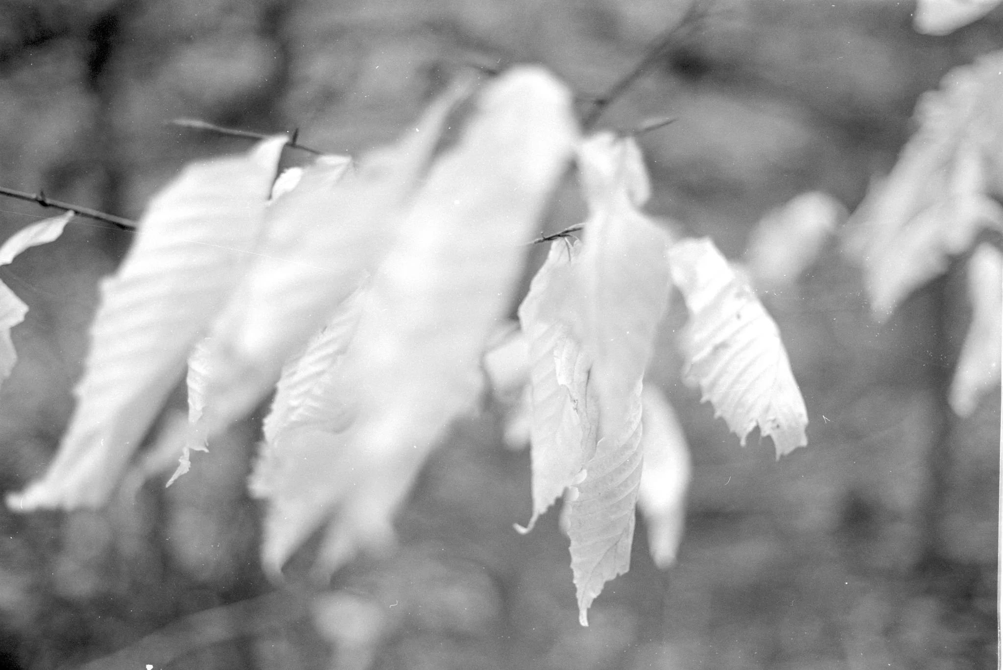 Giardini di Marzo, 2019