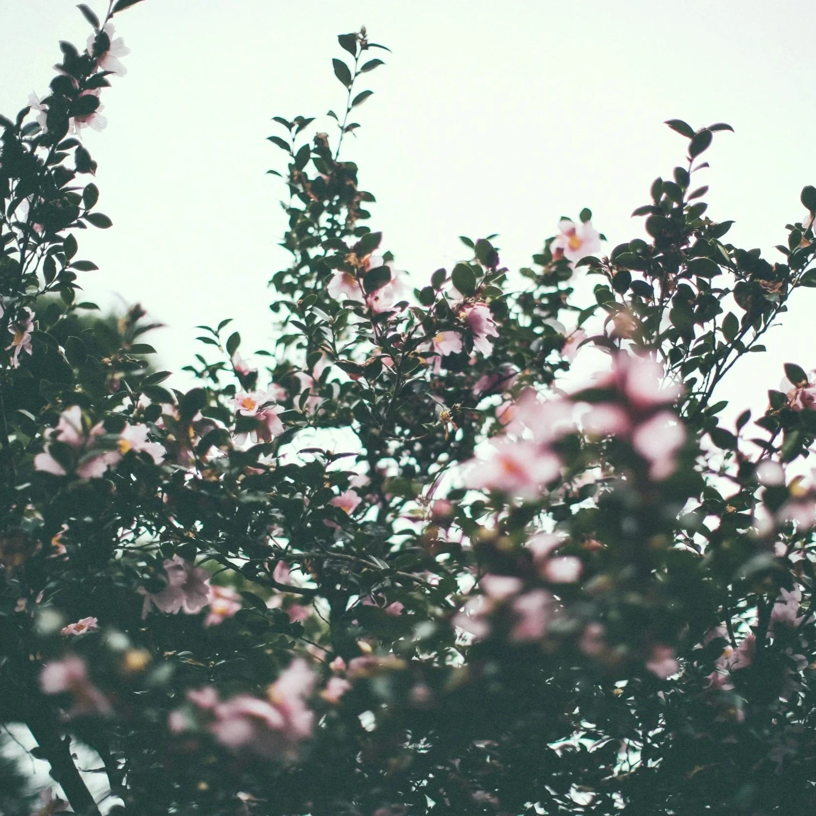 The Timing Hypothesis 