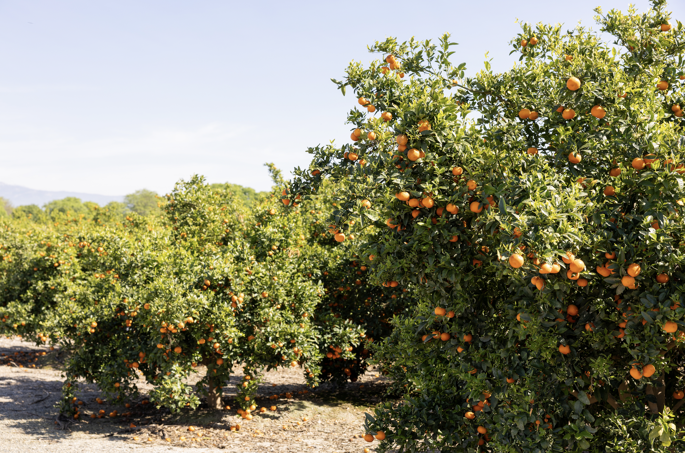 Screenshot 2026-04-18 at 8.11.25 PM.png