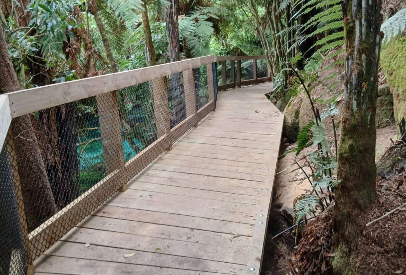 Wooden pathway or bridge in a lush, green forest with trees and ferns, bordered by a wooden and mesh railing.