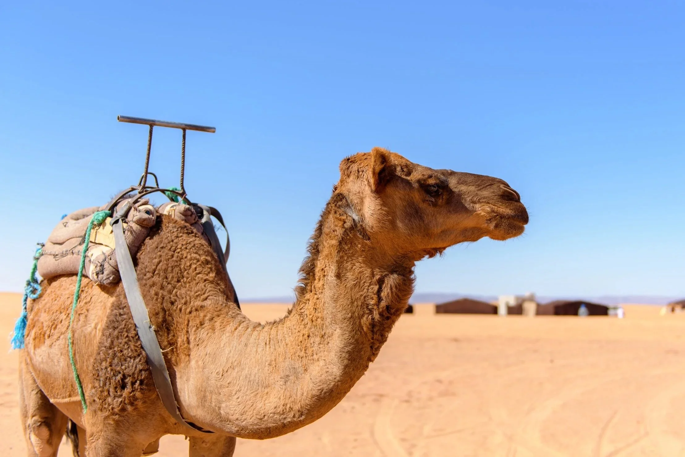 camel-walking-sahara-desert-morroco.jpg