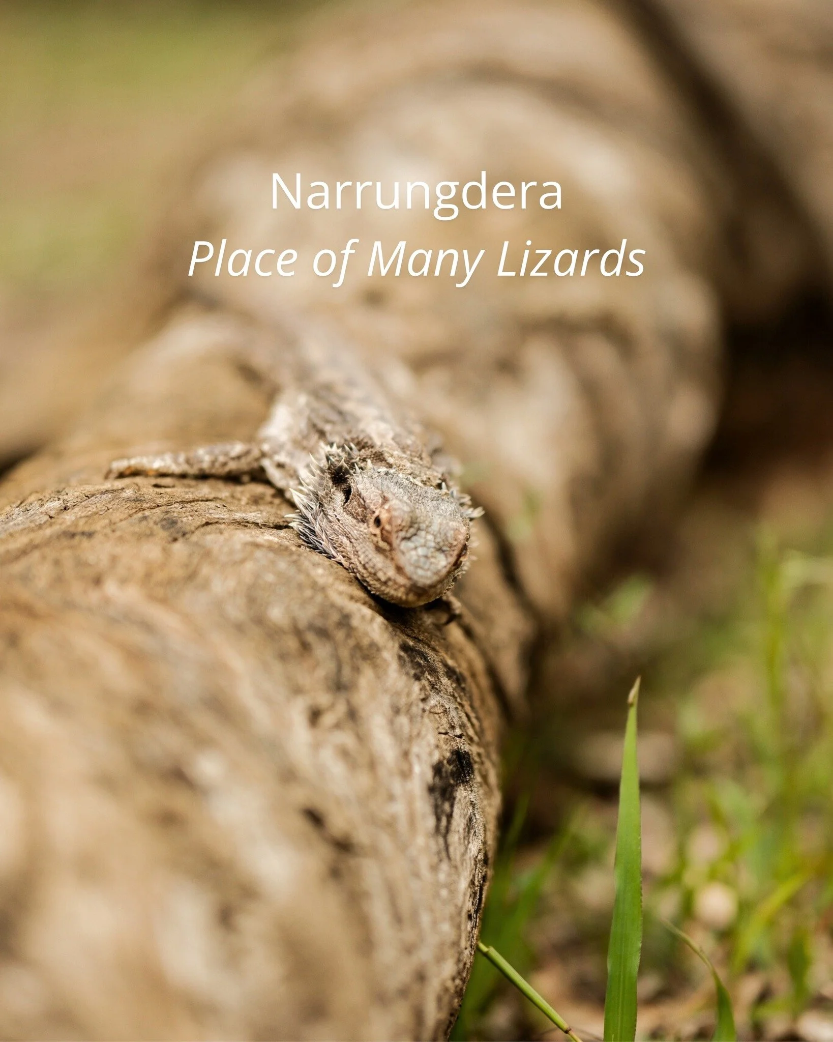 𝘕𝘢𝘳𝘳𝘶𝘯𝘨𝘥𝘦𝘳𝘢 🦎✨ Place of many lizards, including this little guy sunning himself in the Flora and Fauna Reserve. 

We shall name him Tom. Guess what type of lizard Tom is in the comments 👇

&bull;&bull;&bull;
#Narrandera #LizardMeme #Visi