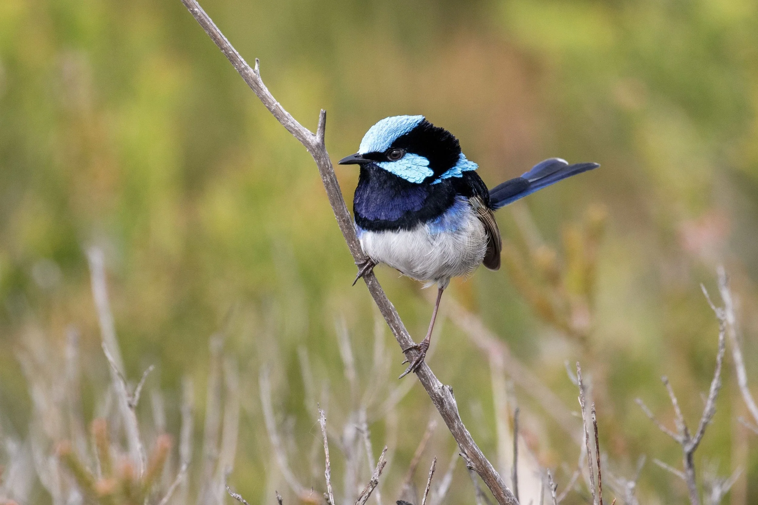 You’re Entering Your Birdwatching Era: Birds of Narrandera Shire