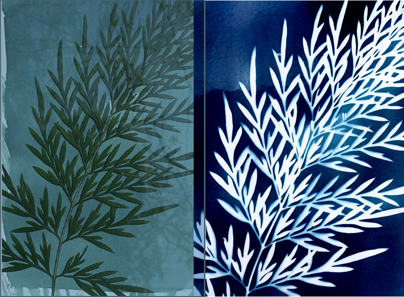 Cyanotype Workshop (Sun Based Printing) with Lucy Pedro