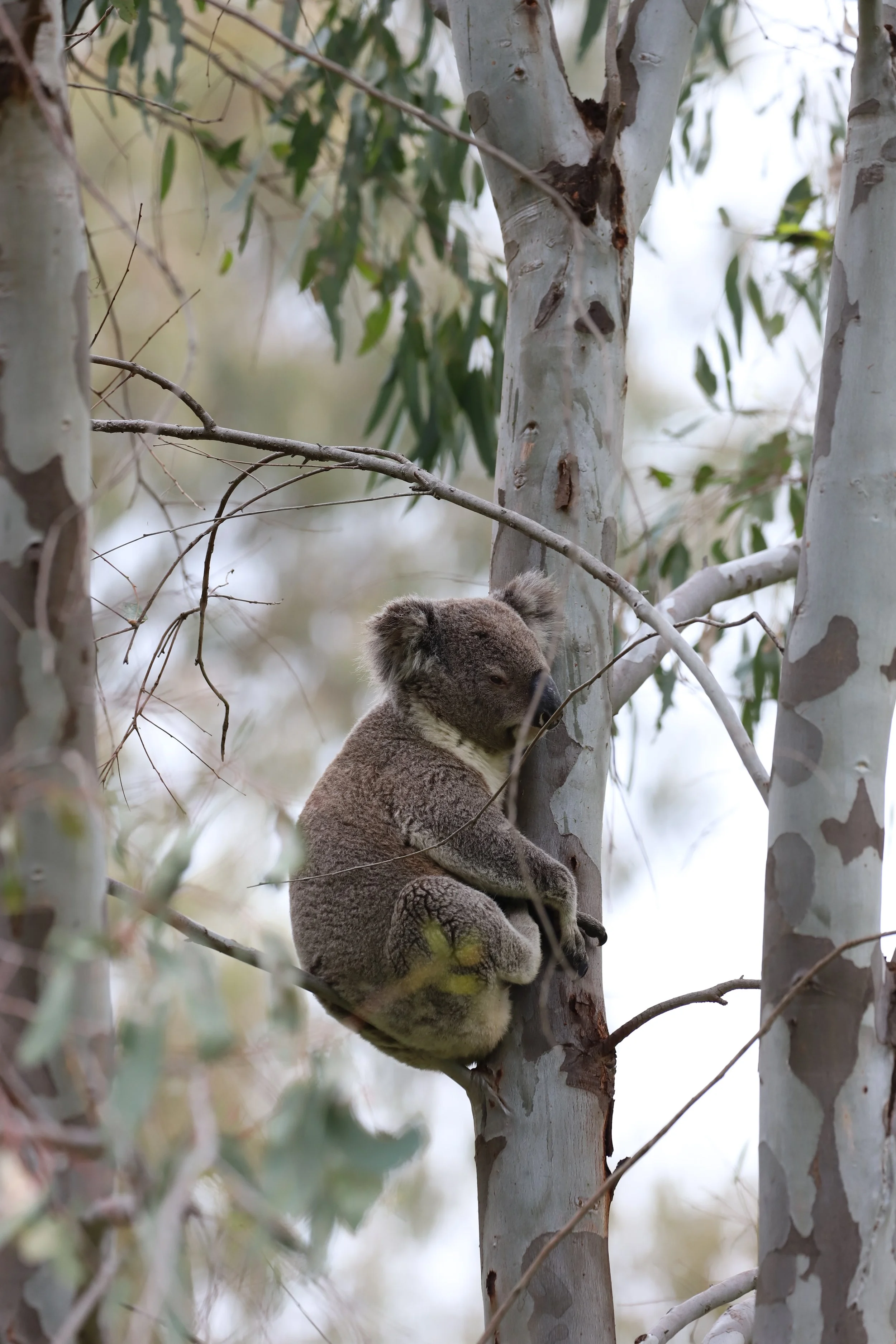 2025-09-21 Koala Count - Andrea Gilcrist (21).JPG