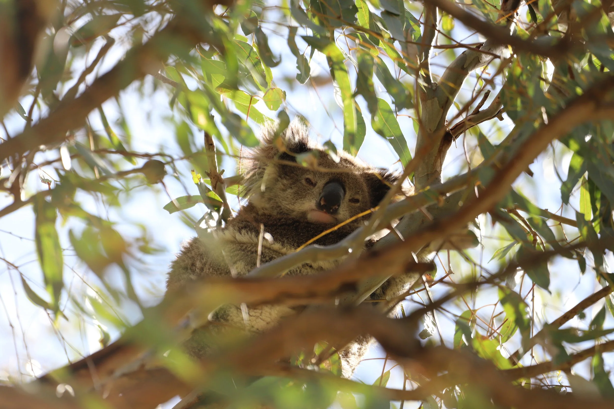 2025-09-21 Koala Count - Andrea Gilcrist (17).JPG
